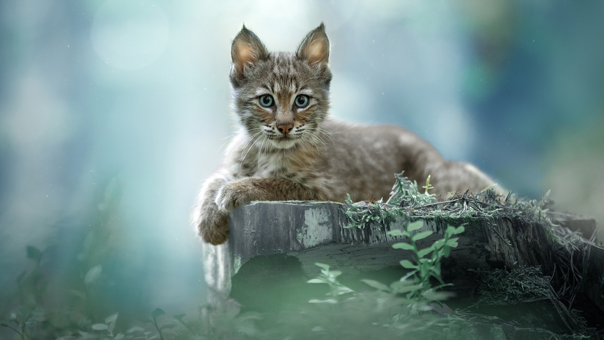 猫星人 豹猫 猫咪 休憩