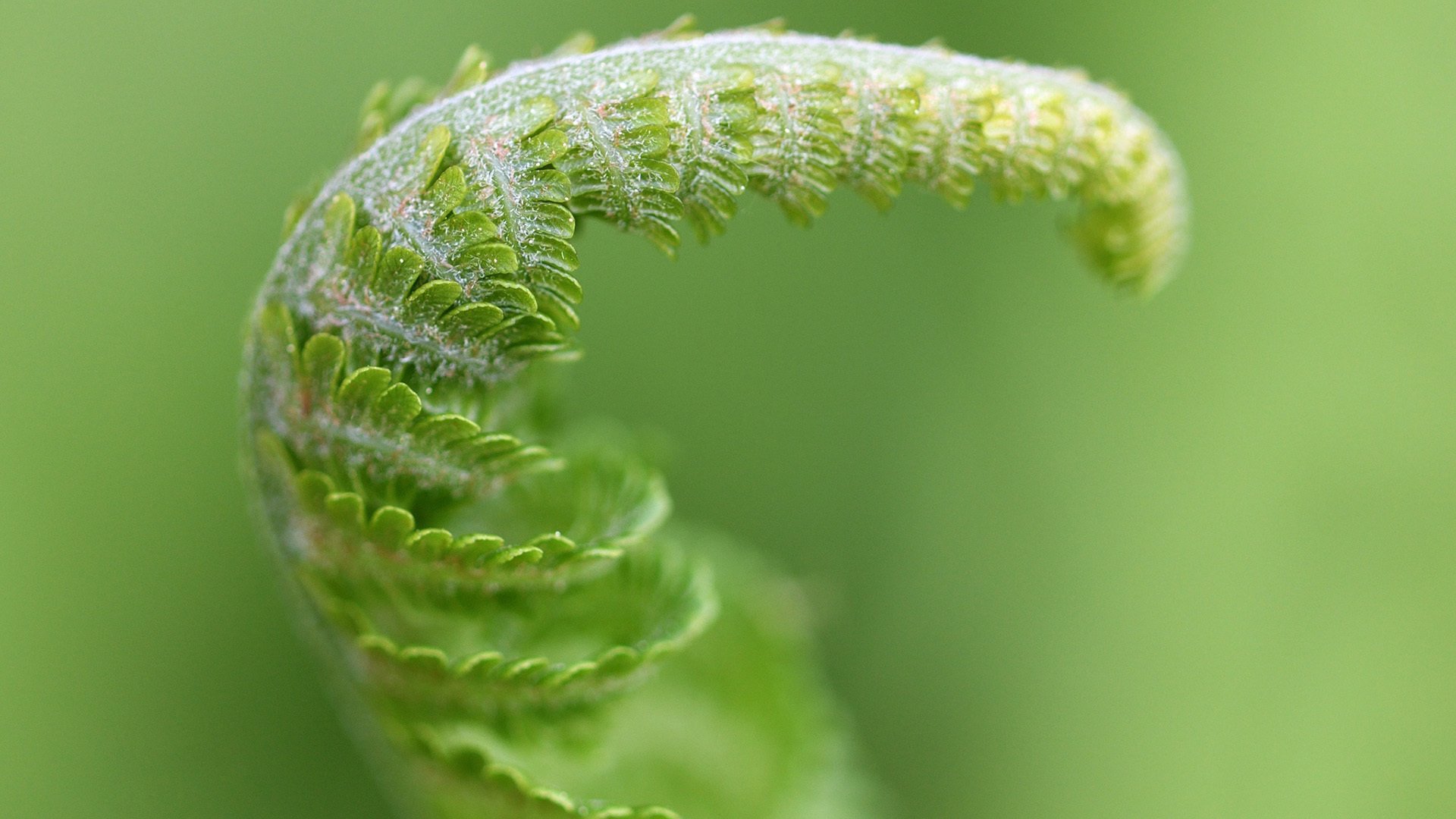 护眼壁纸 万物生长 新叶 萌芽