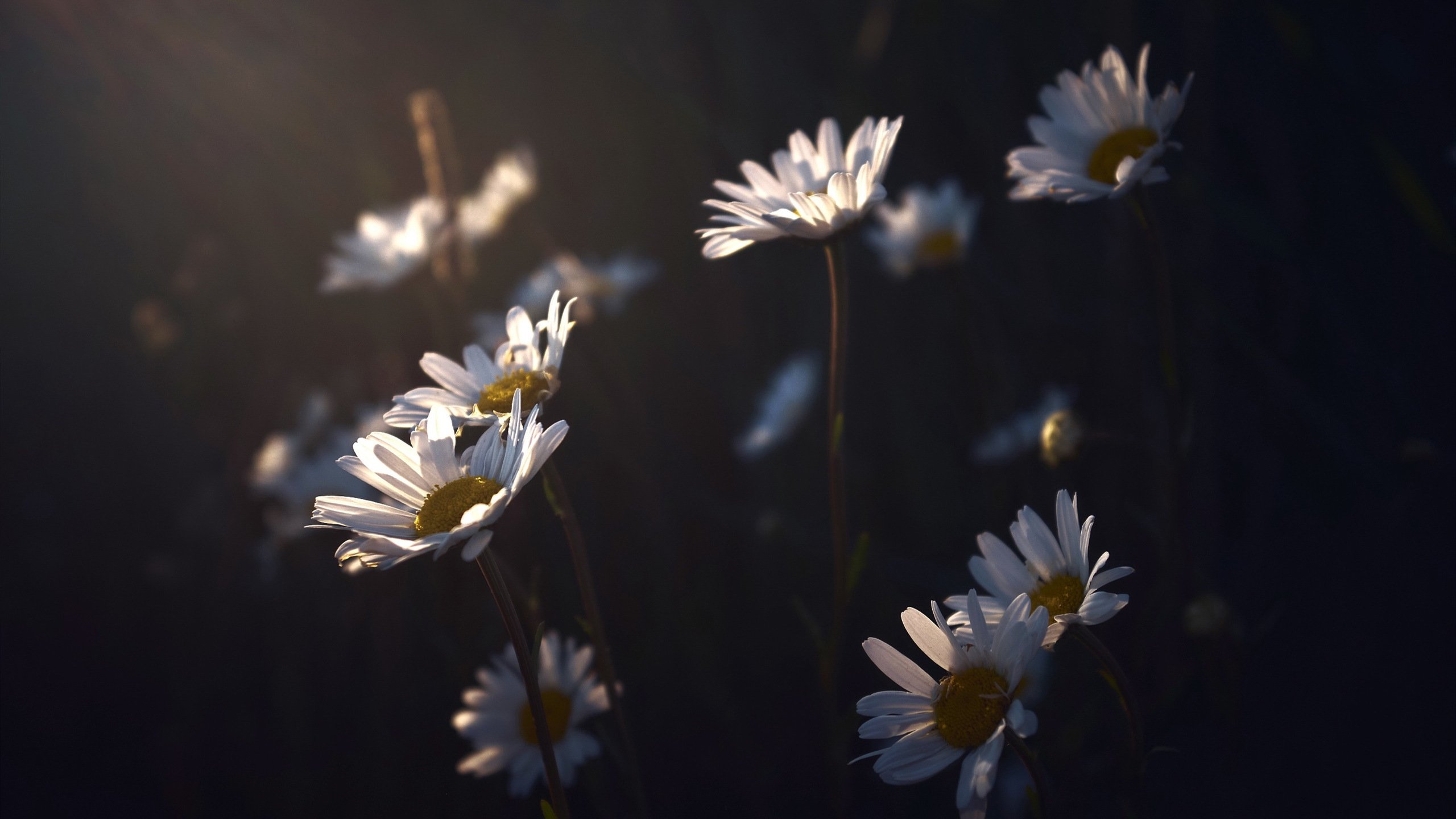 娇艳欲滴 菊花 木春菊