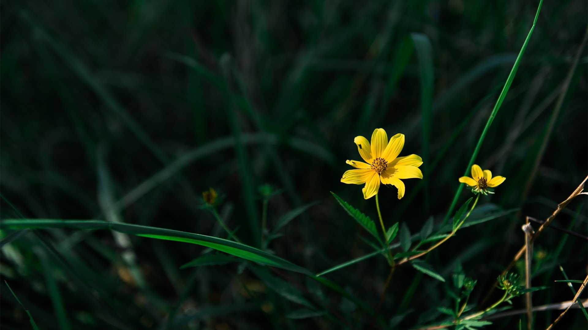 护眼壁纸 野菊 绿色