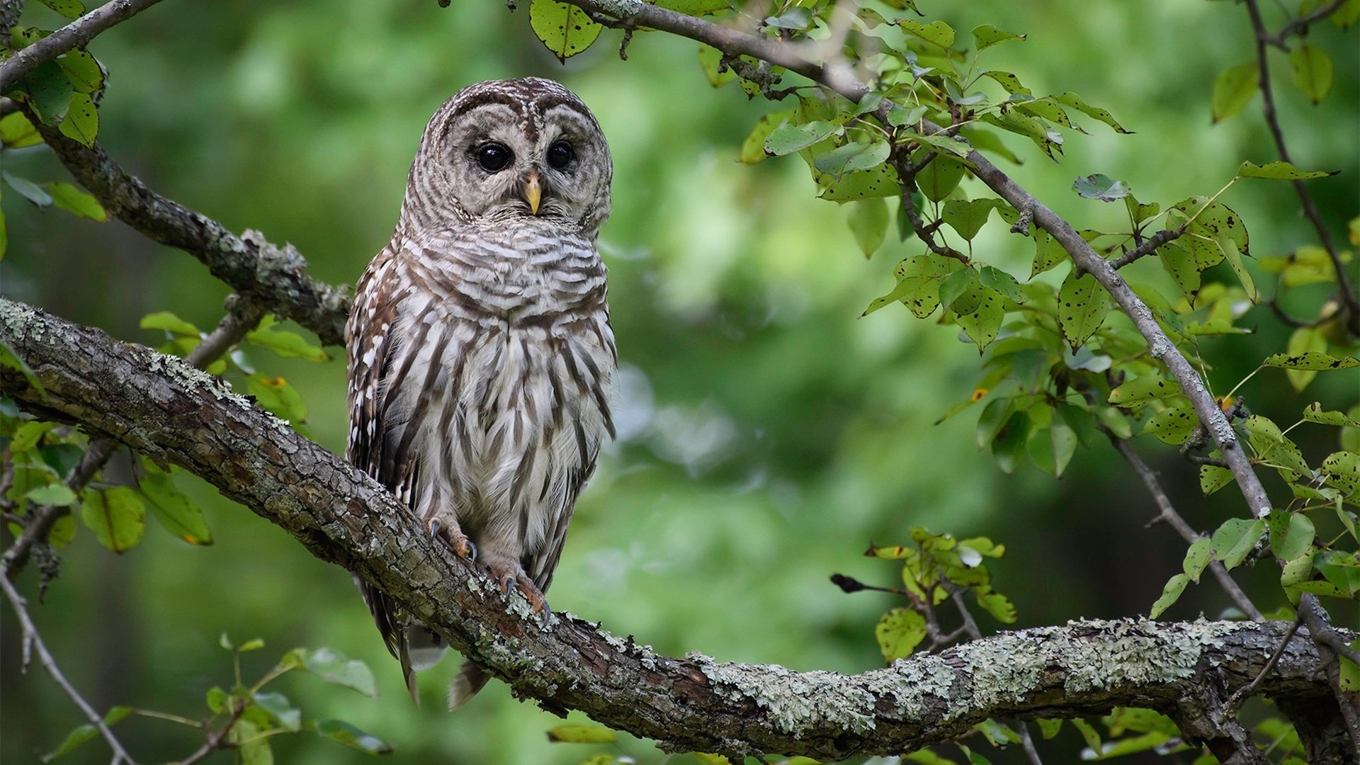 野生动物 猫头鹰