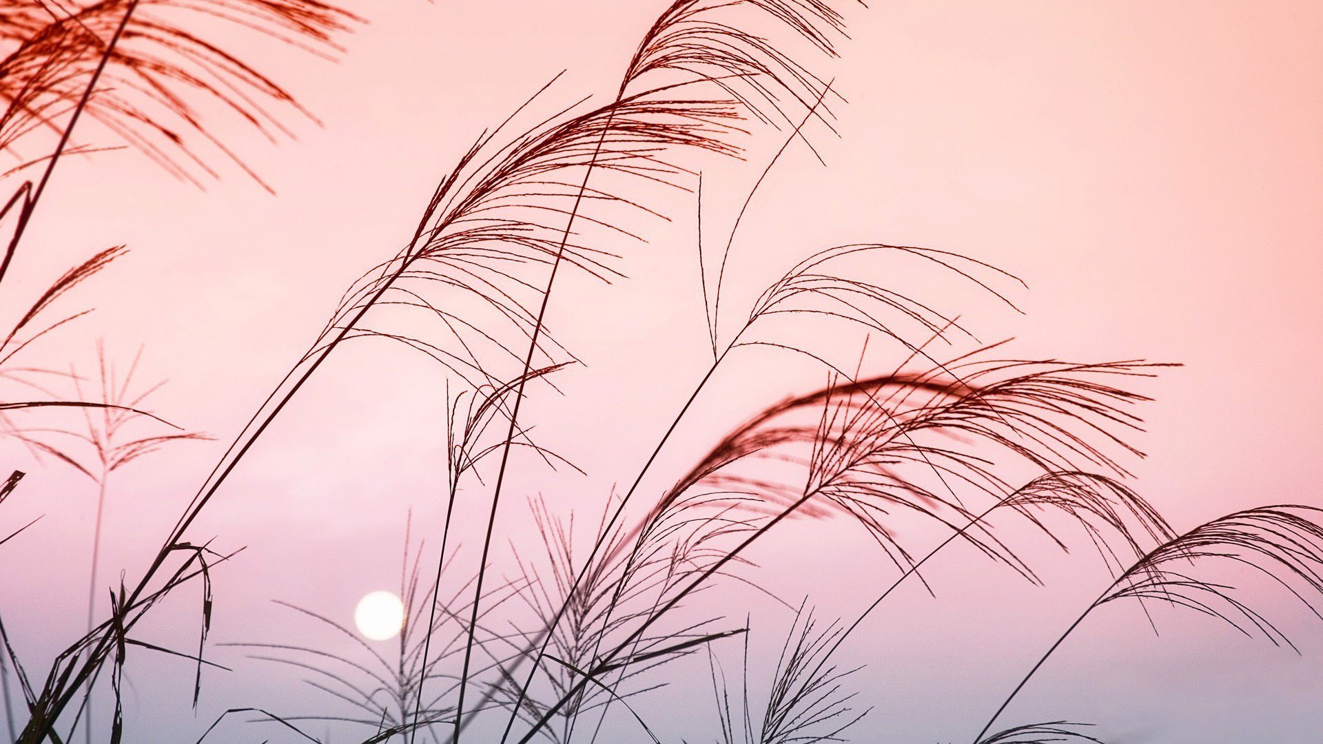 落日余晖 芦苇 夕阳 晚霞