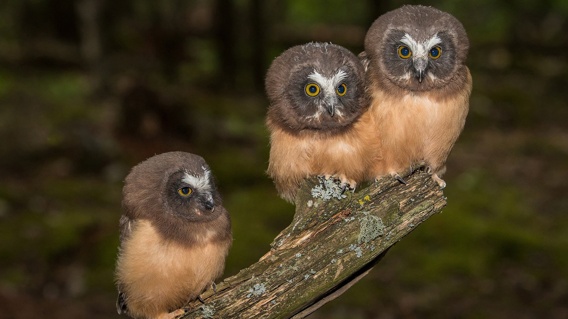 小鸟天地 猫头鹰 宝宝 枯树