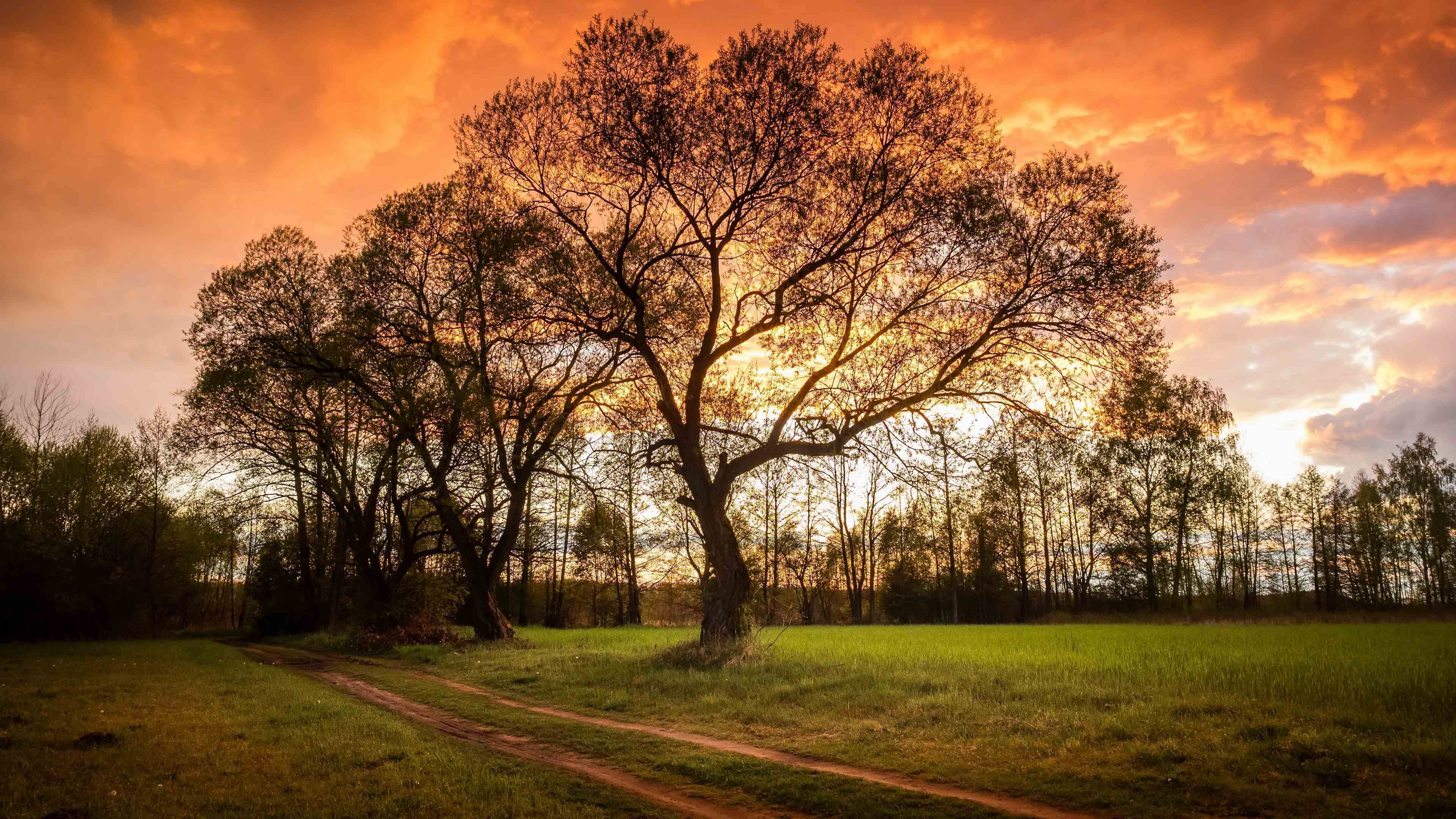 落日余晖 晚霞 草坪 草地 公园