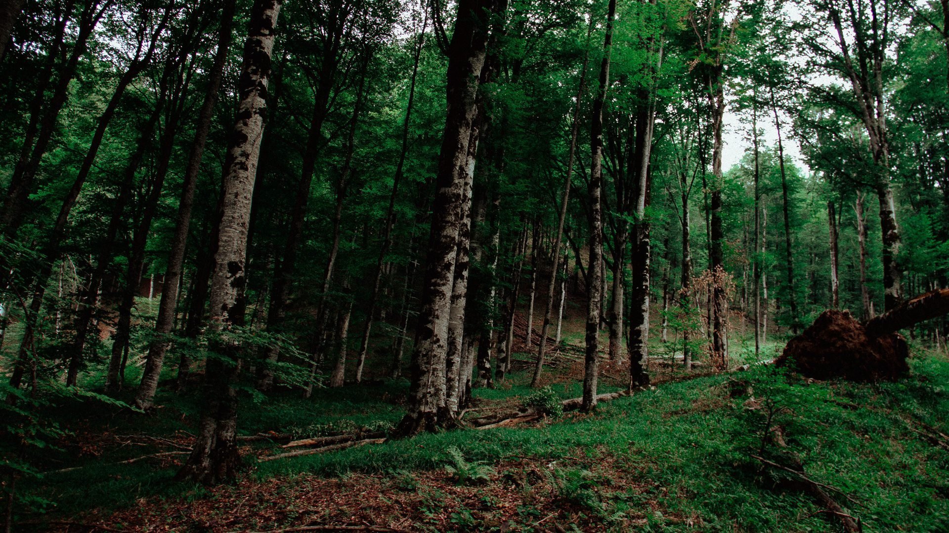 自然风光 树林 森林 青苔 山坡