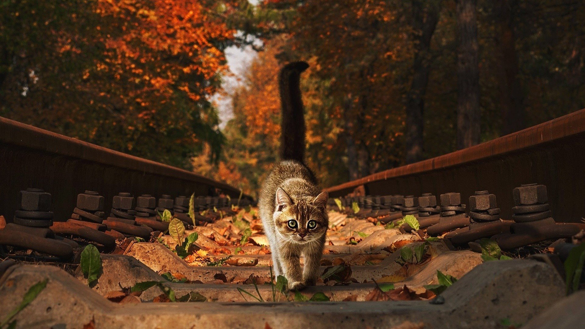 喵星人 秋天 树叶 猫