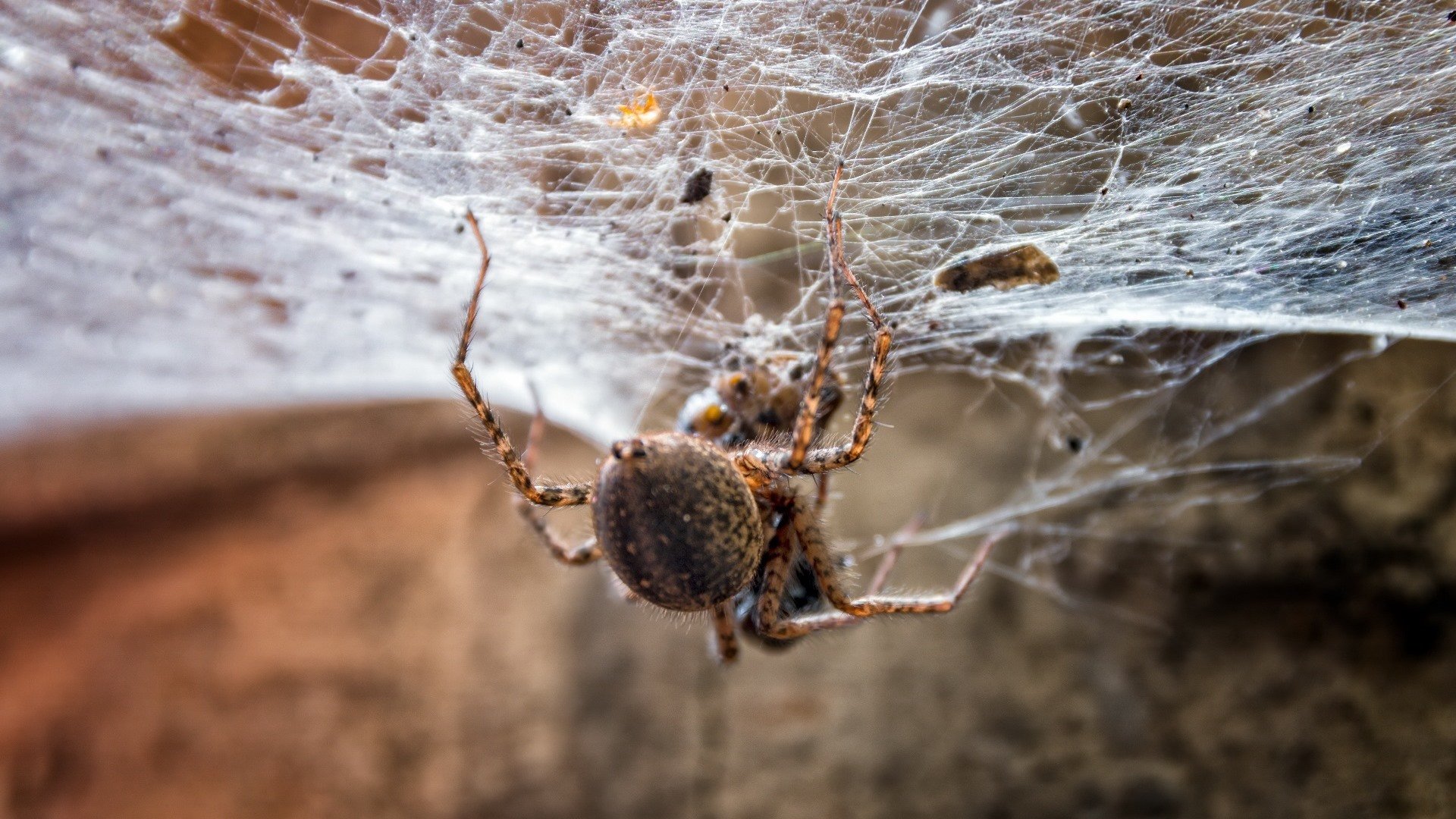 野生动物 蜘蛛 蛛网