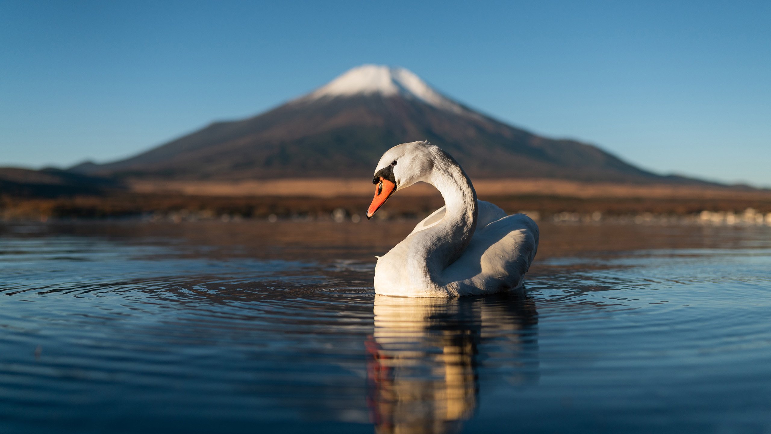 自然风光 鹅 水波 富士山 倒影