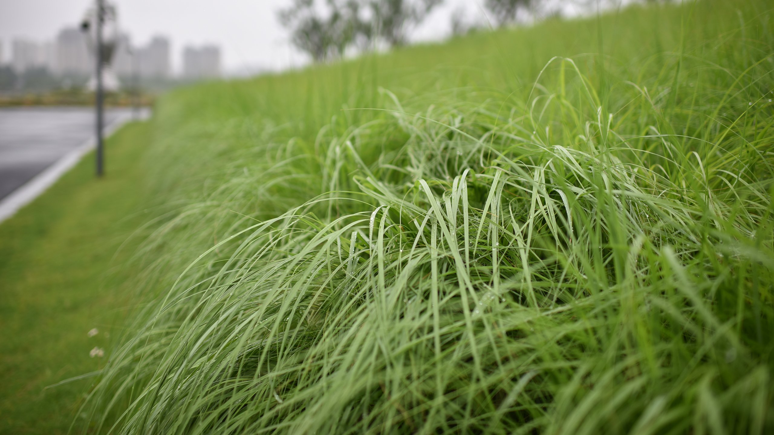 护眼壁纸 绿植 风景 绿草 小清新