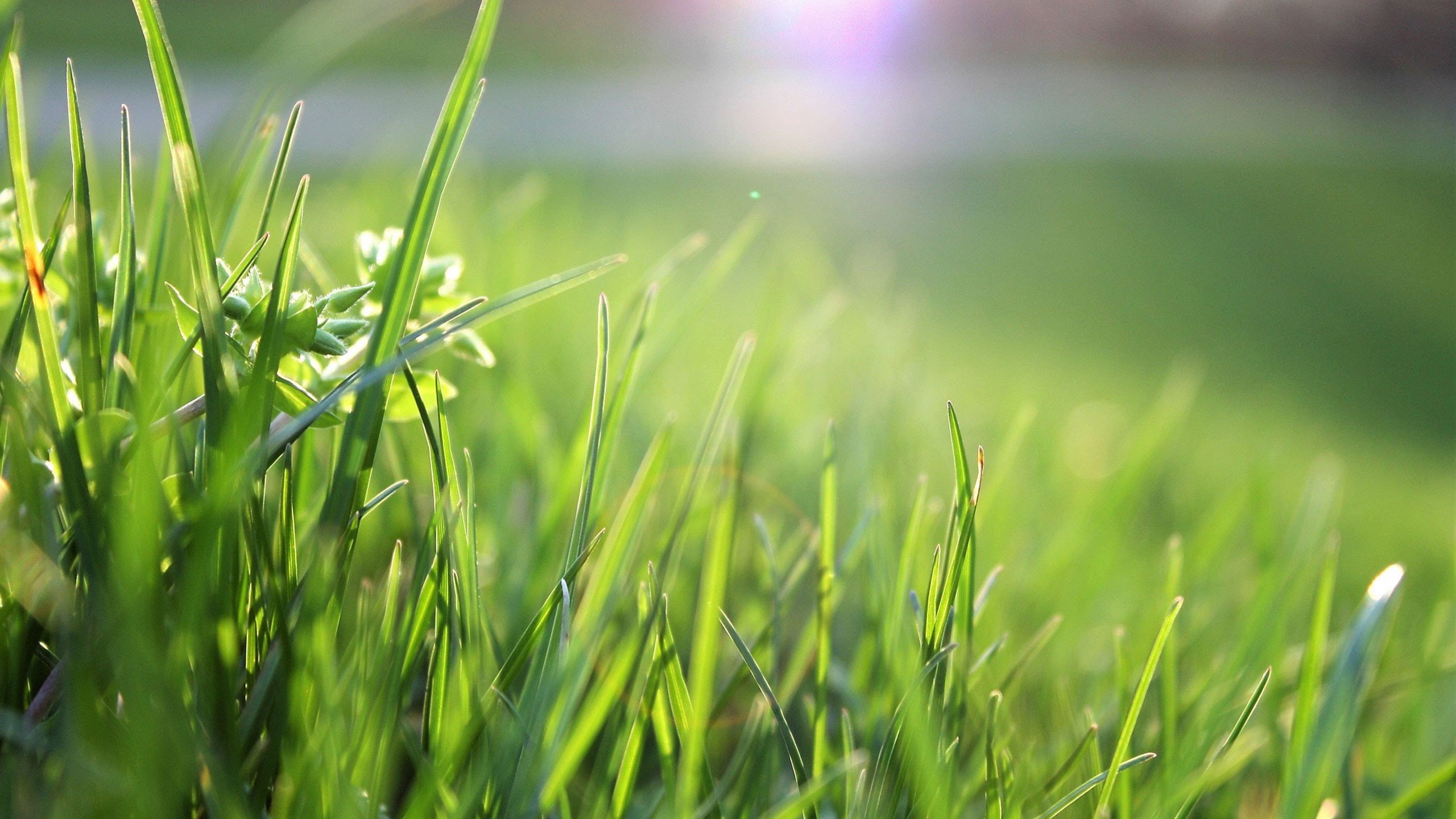 护眼壁纸 草地 阳光