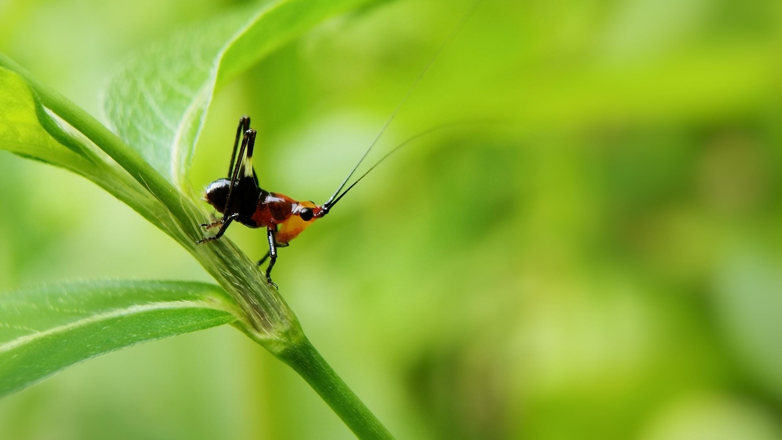 护眼壁纸 绿色 植物 草蜢