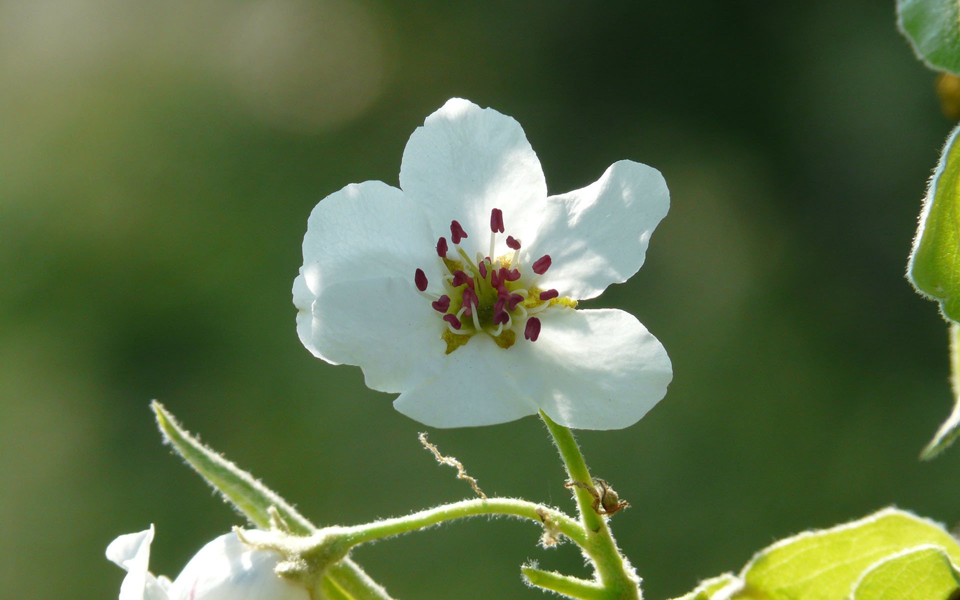 清新淡雅  梨花 唯美  洁白