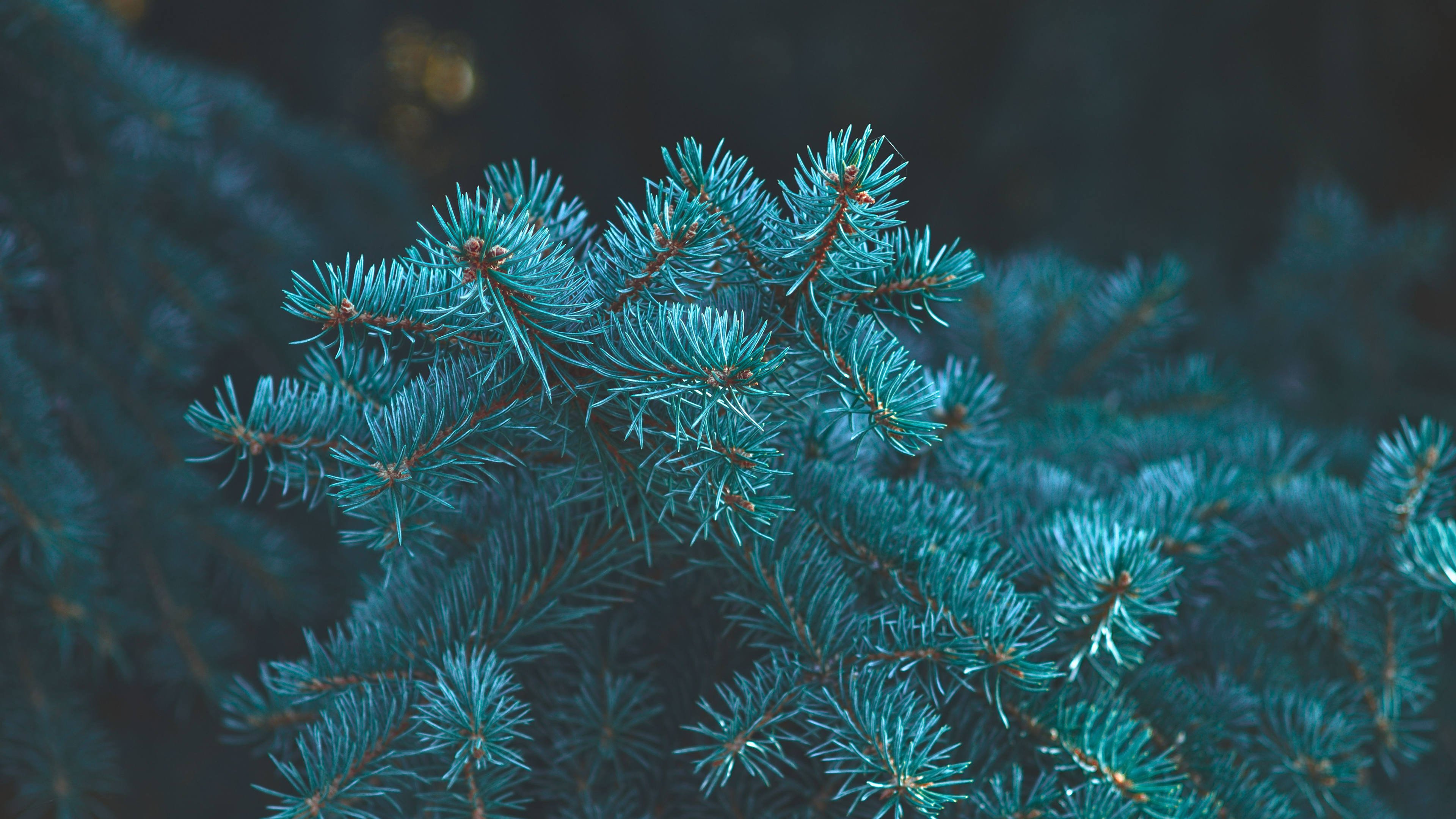 护眼壁纸 松树 松叶 针叶 杉树