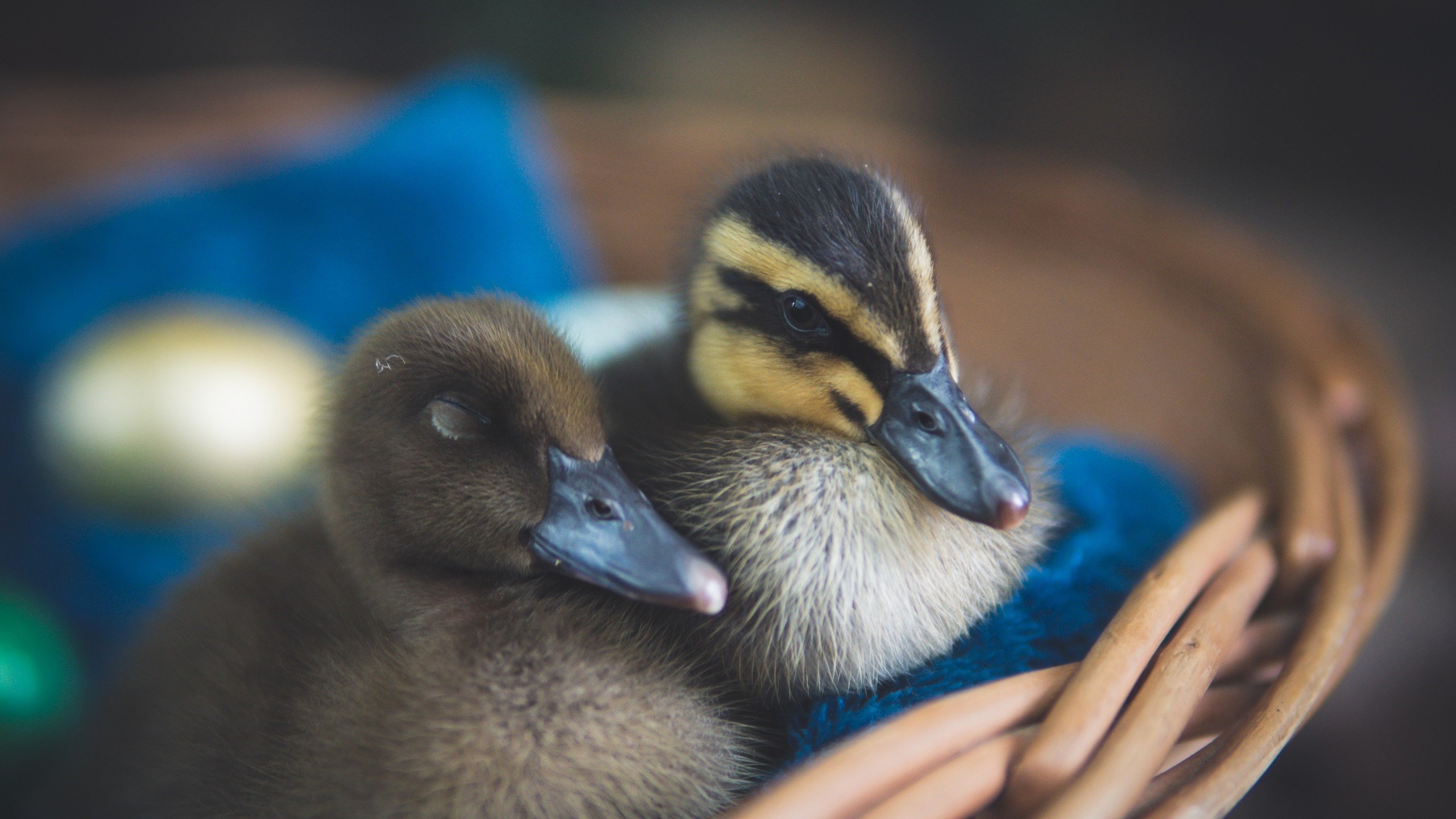 小鸟天地 鸭子 鸭宝宝 黑鸭