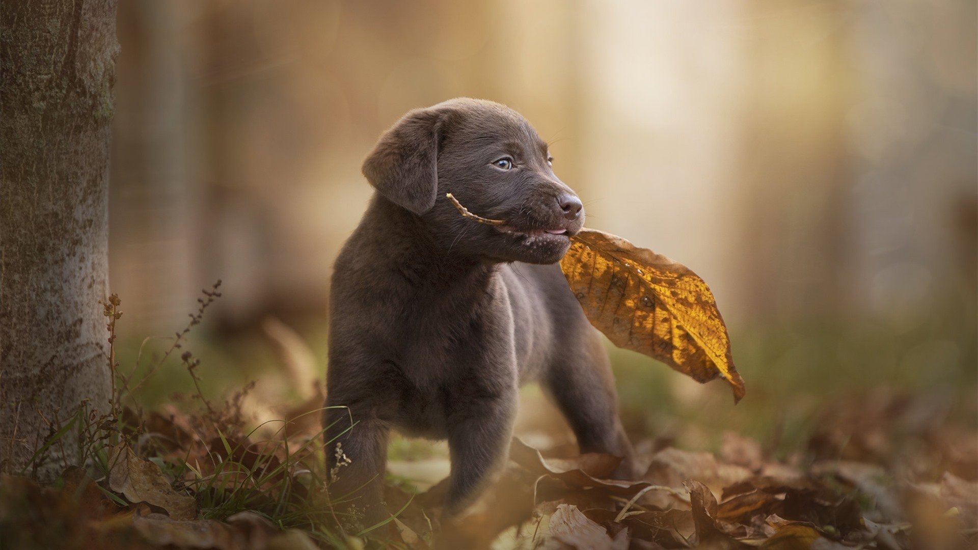 汪星人 小狗 树叶 秋天 可爱 黑狗