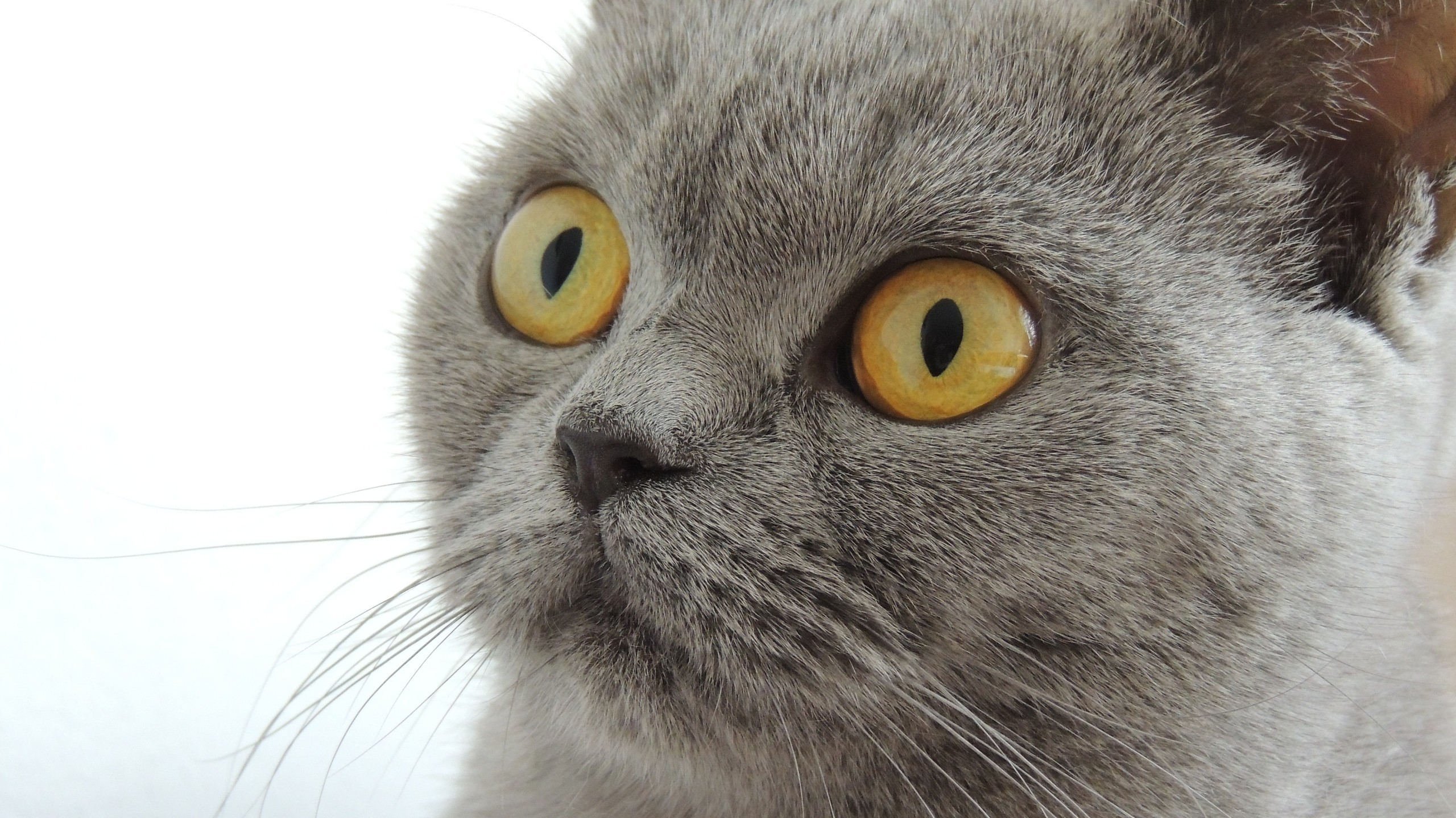 喵星人 猫咪 萌 大眼睛