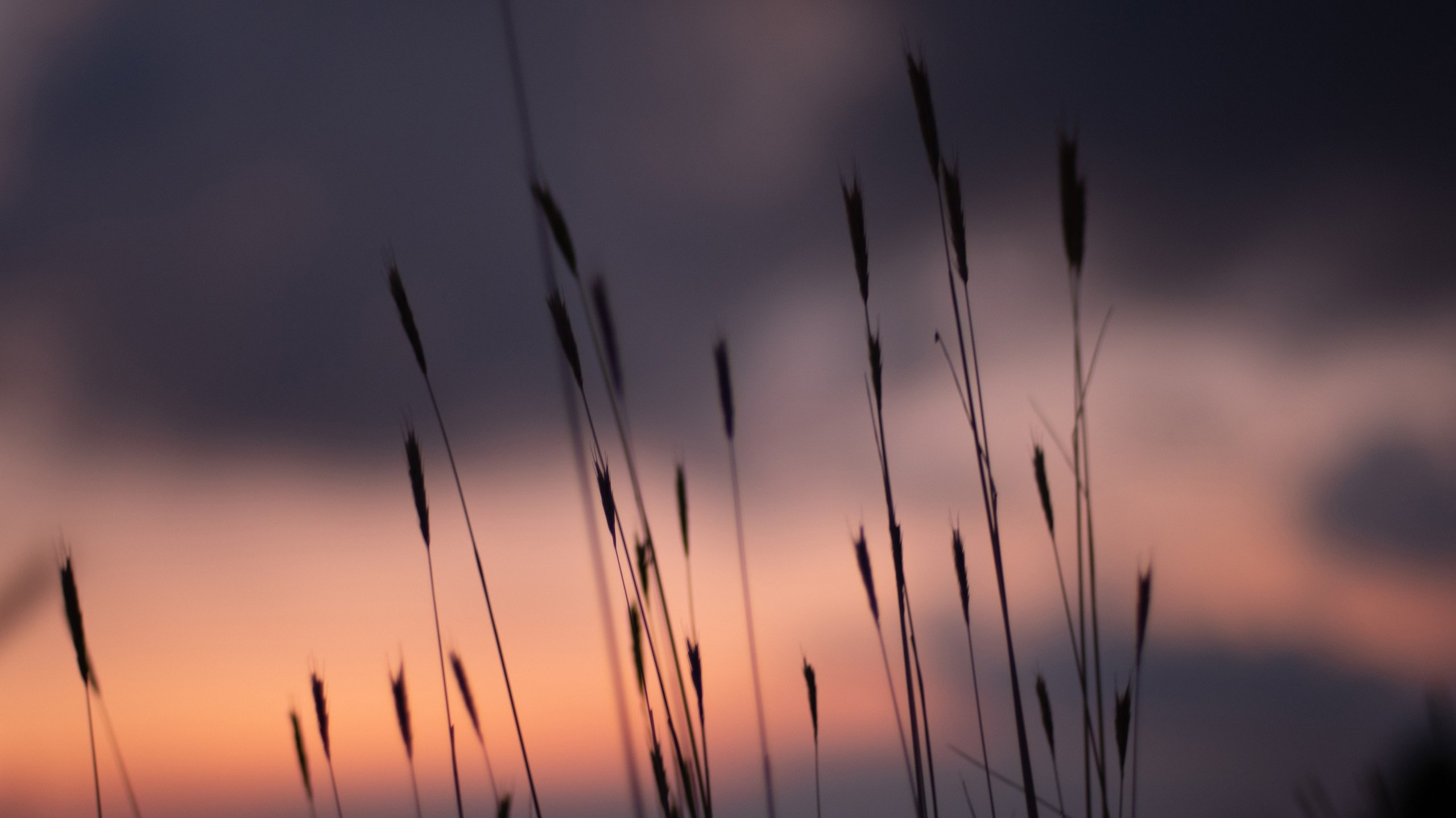 静物写真 芦苇 晚霞 黄昏