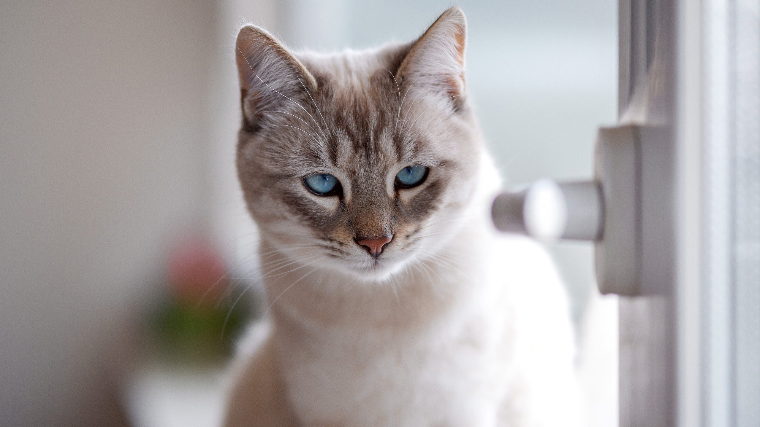 喵星人 蓝眼 猫咪 窗台 高贵