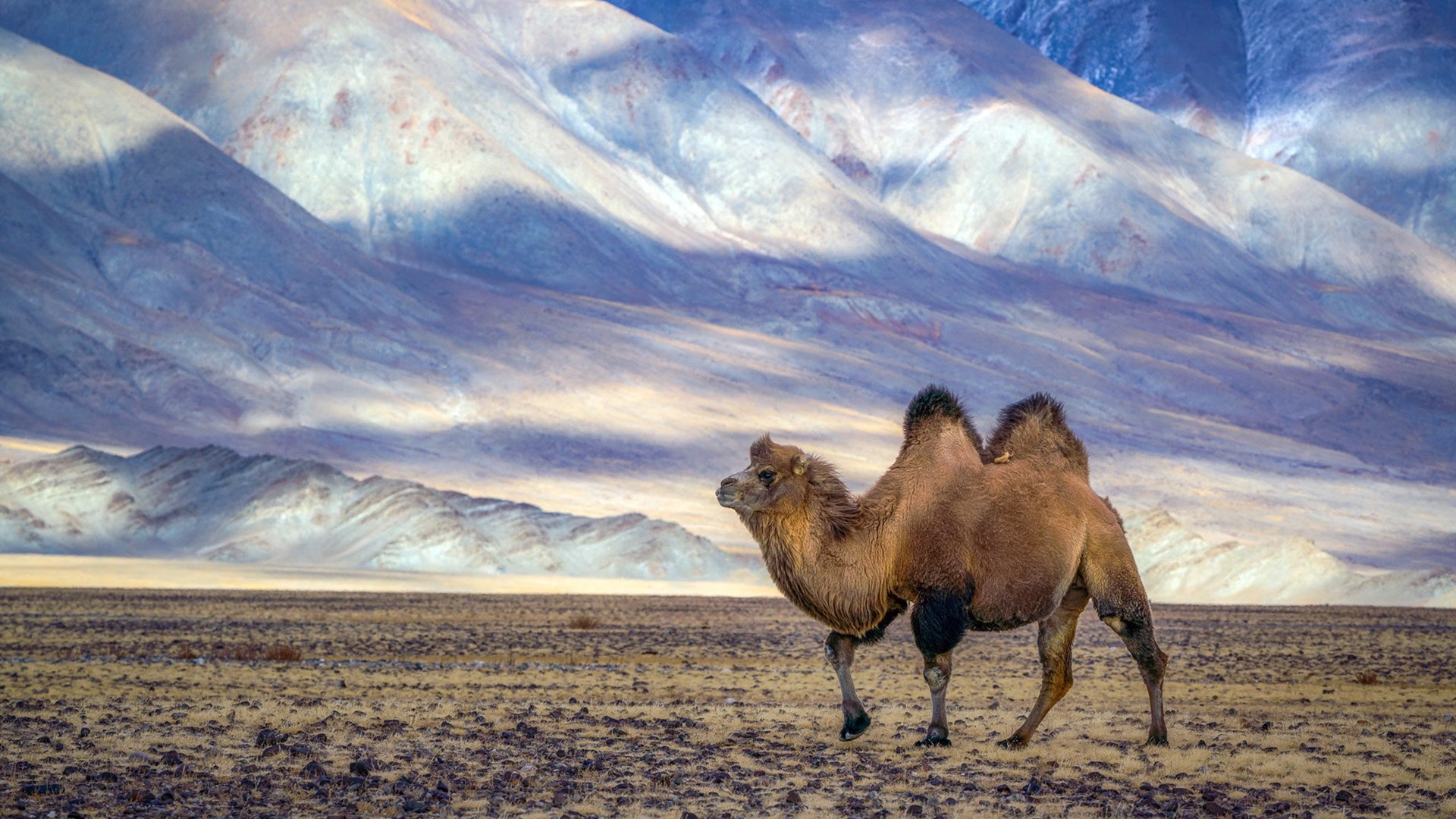 野生动物 沙漠之舟 雪山脚下