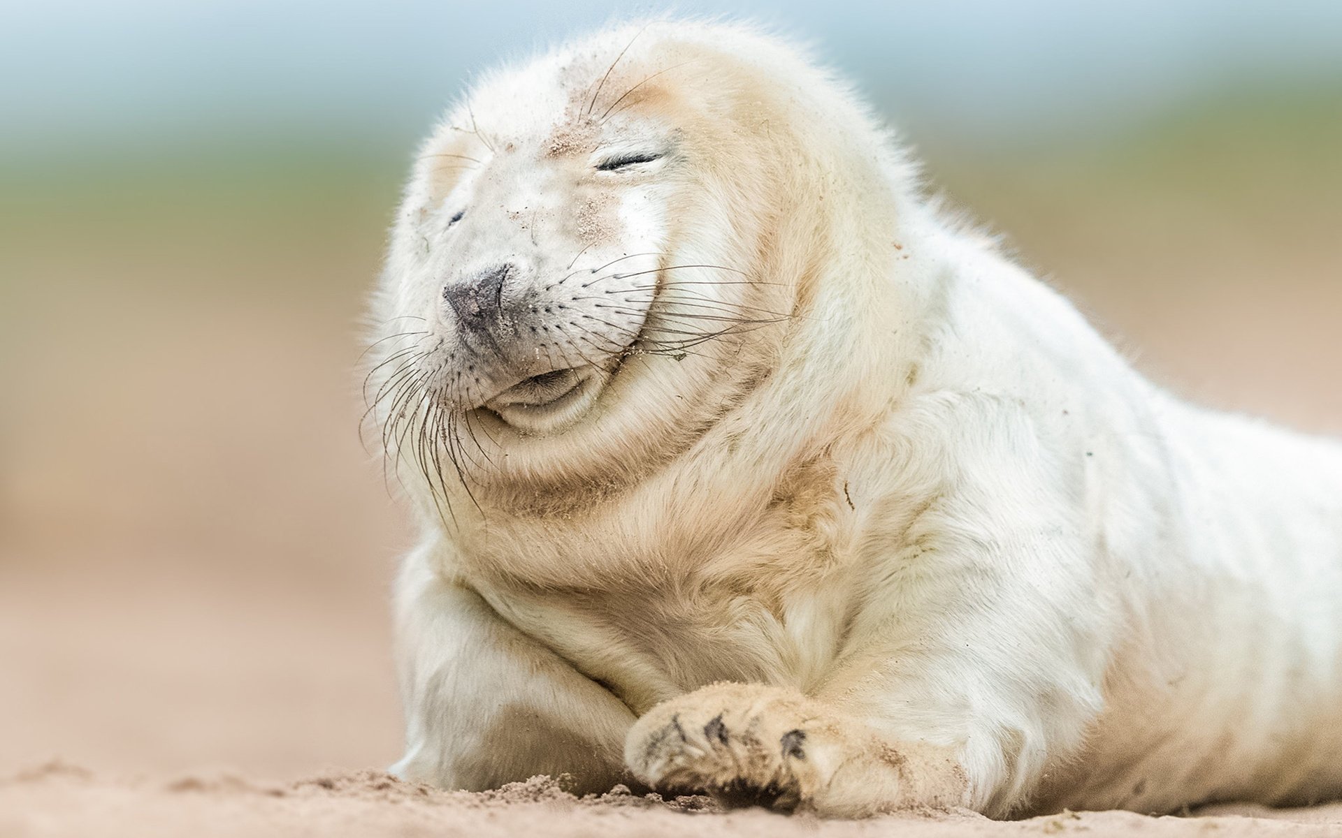 古灵精怪 海狮 毛茸茸 可爱