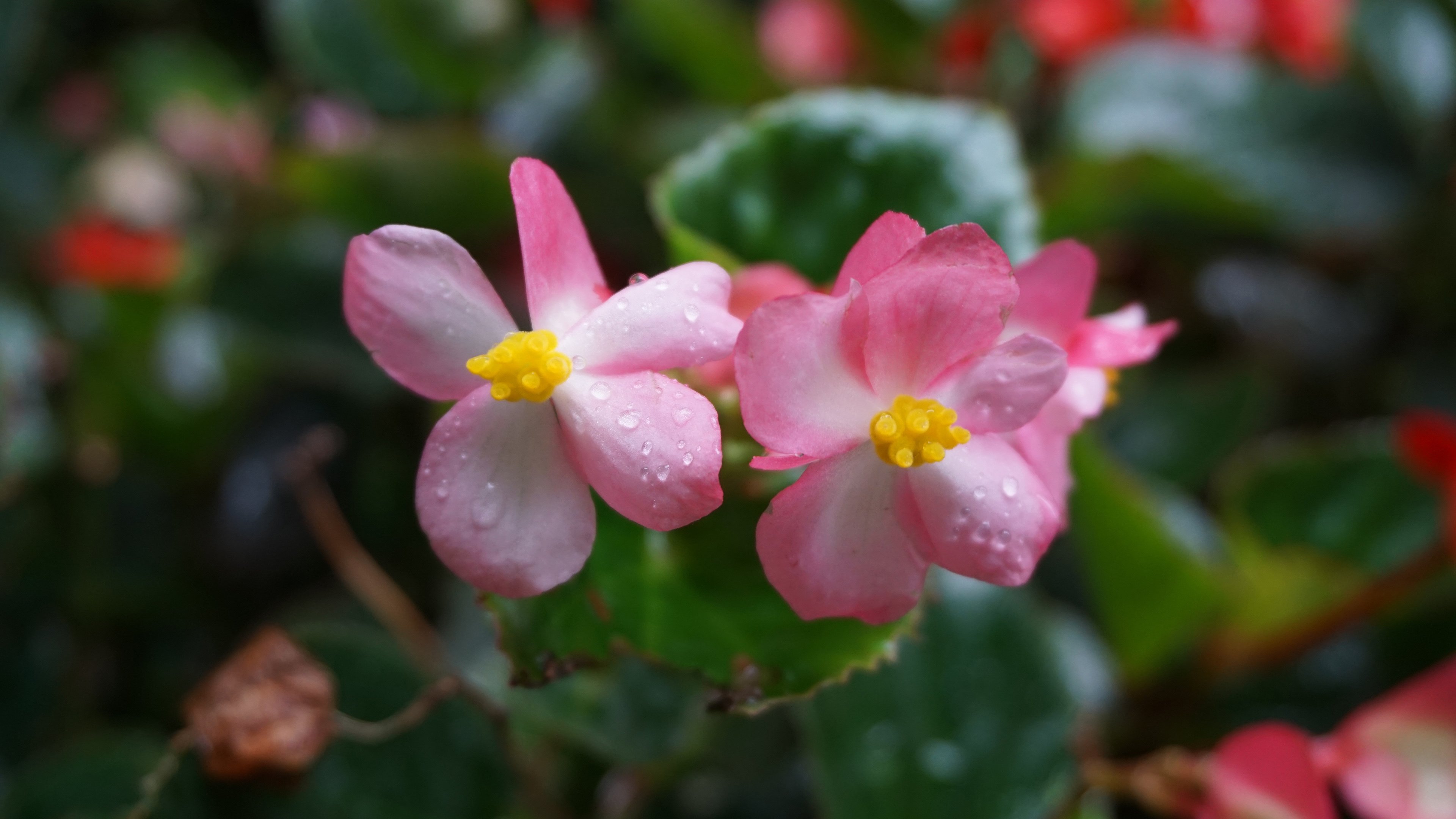 粉色 花  夹竹桃