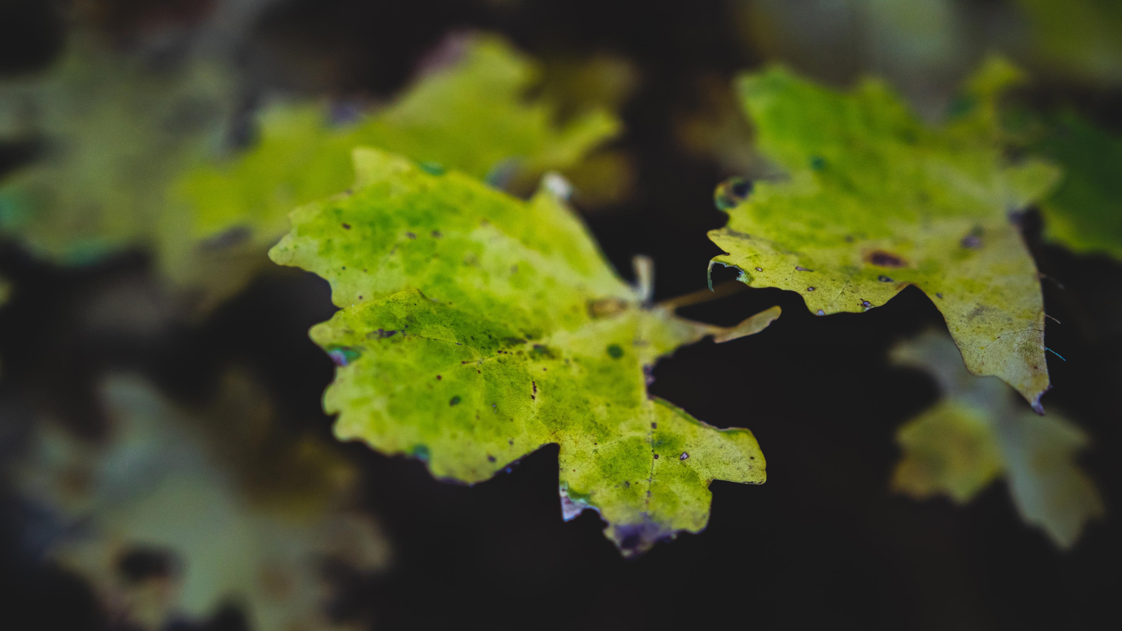 护眼壁纸 树叶 枯叶 写真