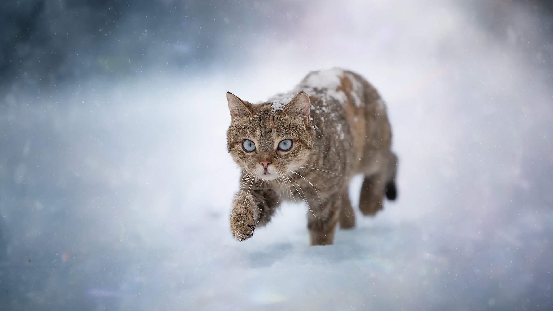 喵星人 雪地 肥猫 漫步