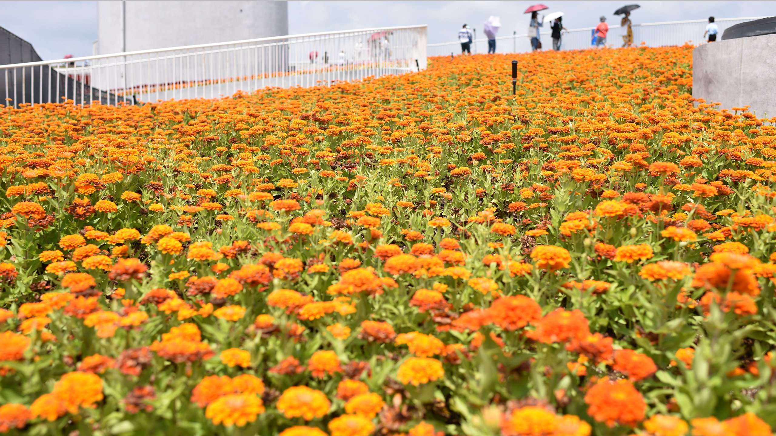 娇艳欲滴 花丛 花海 上海花博会