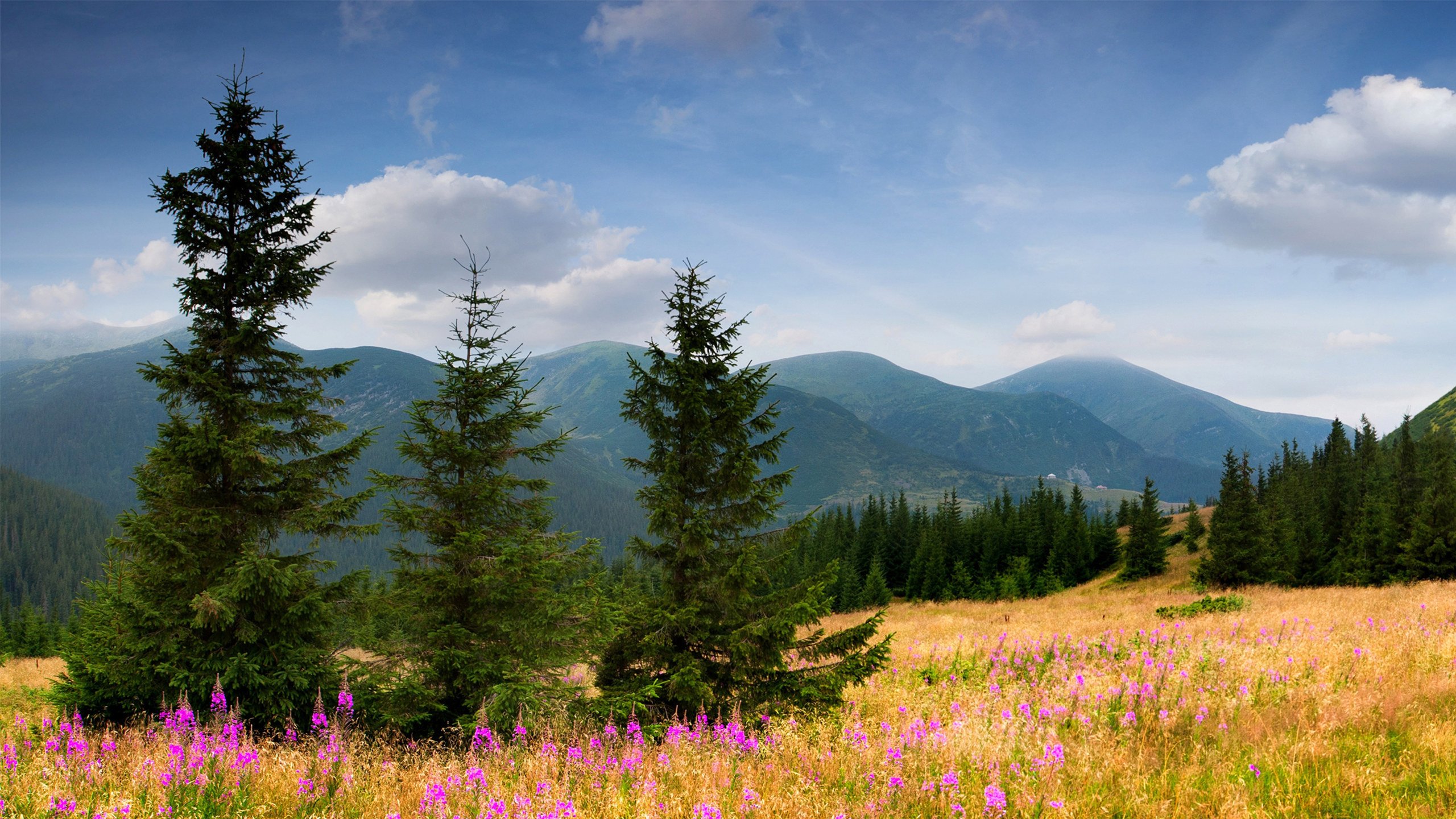 秋意正浓 高原 高山 鲜花