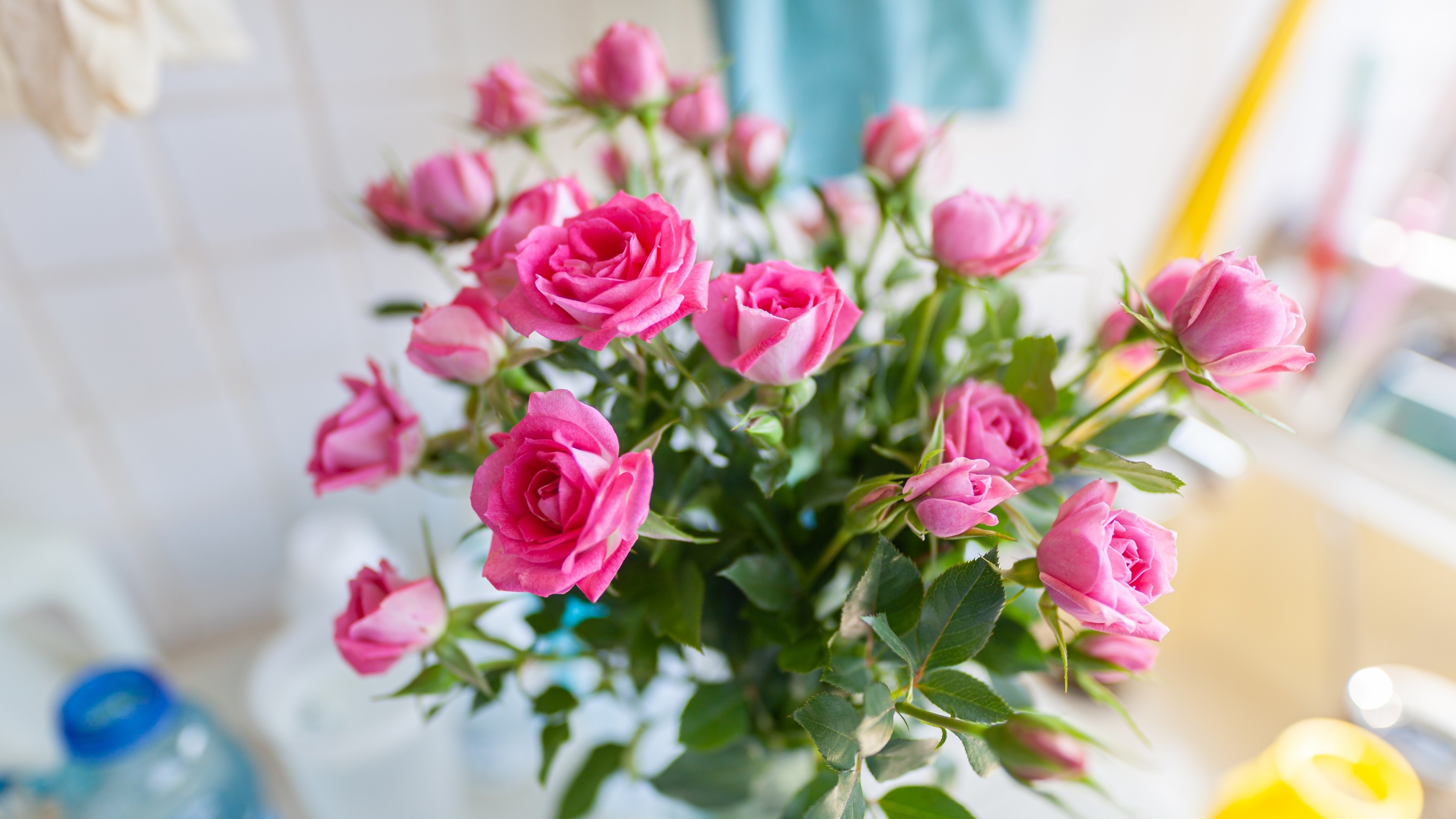 娇艳欲滴 玫瑰 月季 鲜花