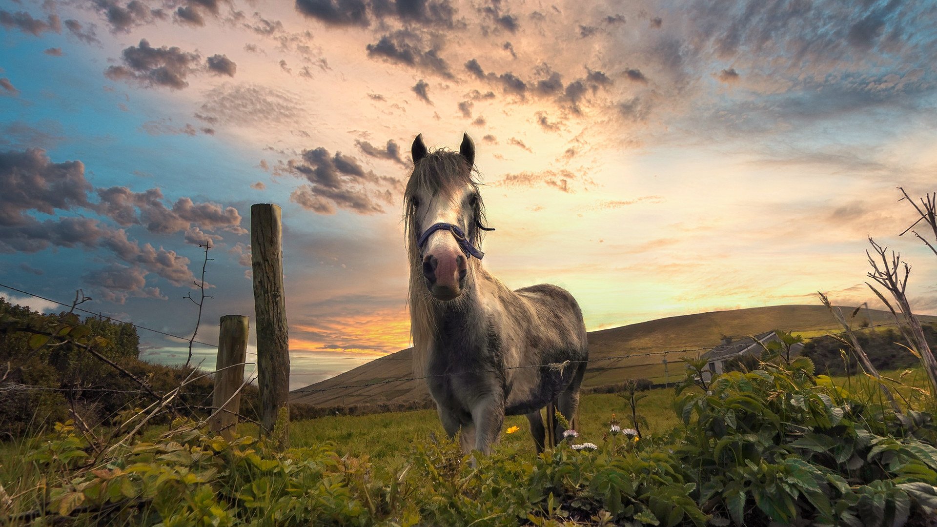 古灵精怪 马 牧场 黄昏 草原