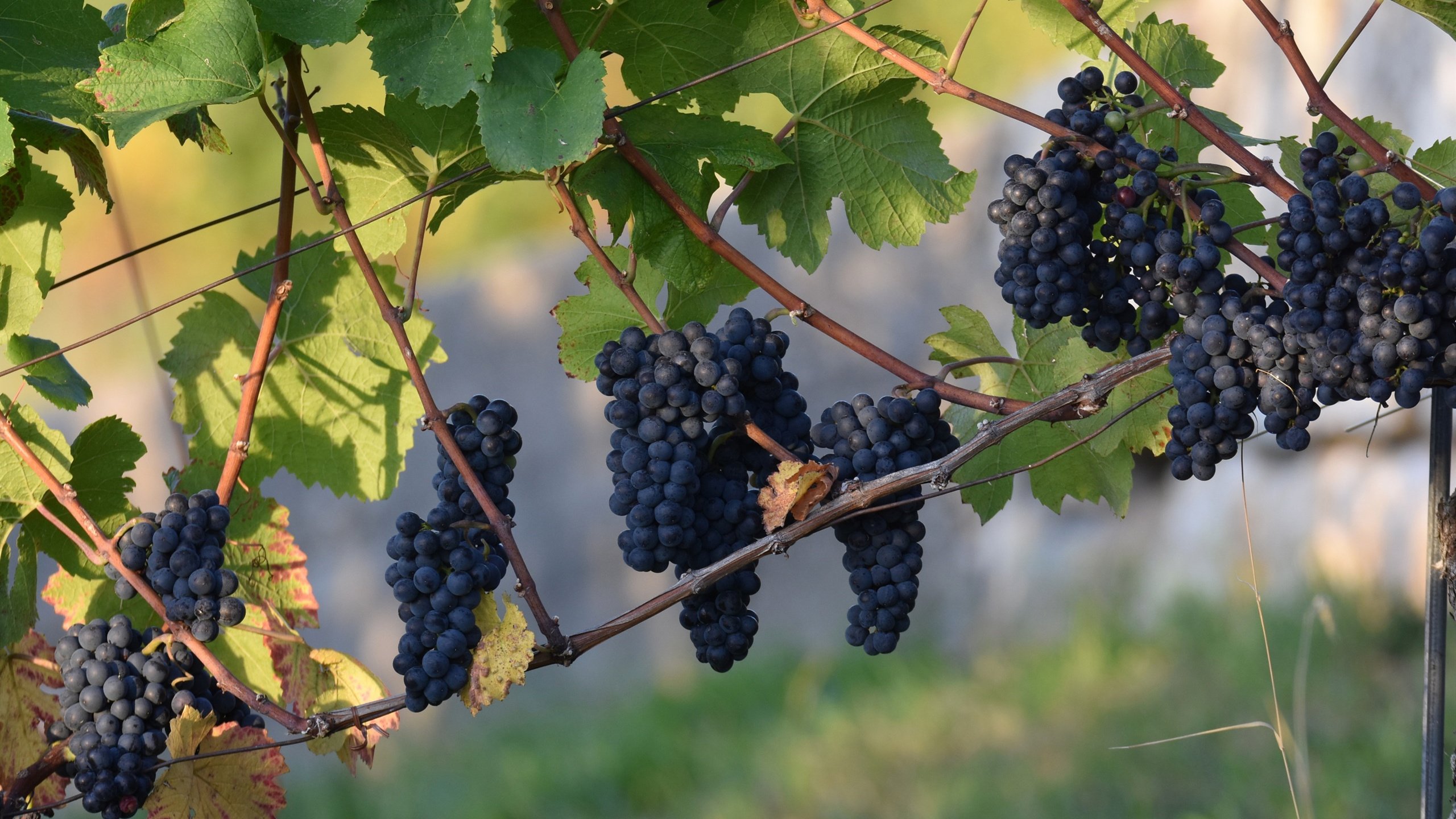 动感水果 葡萄 巨峰