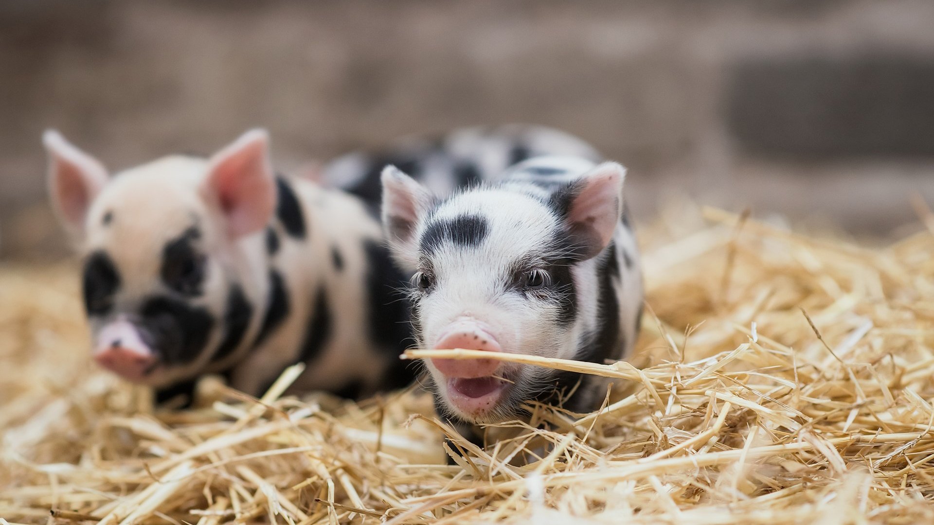 古灵精怪 猪 可爱 斑点