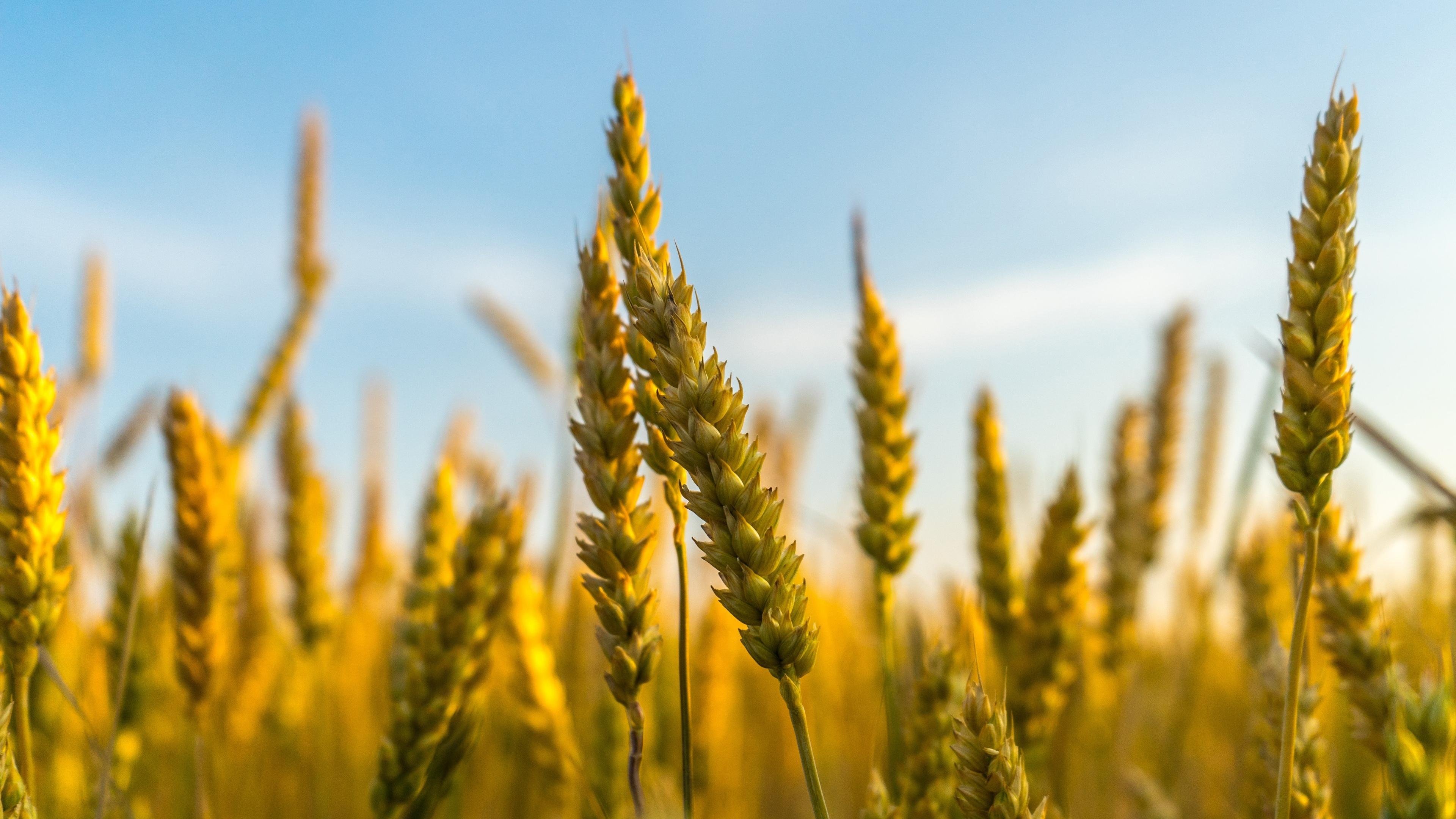 舒缓压力 麦穗 丰收 舒缓