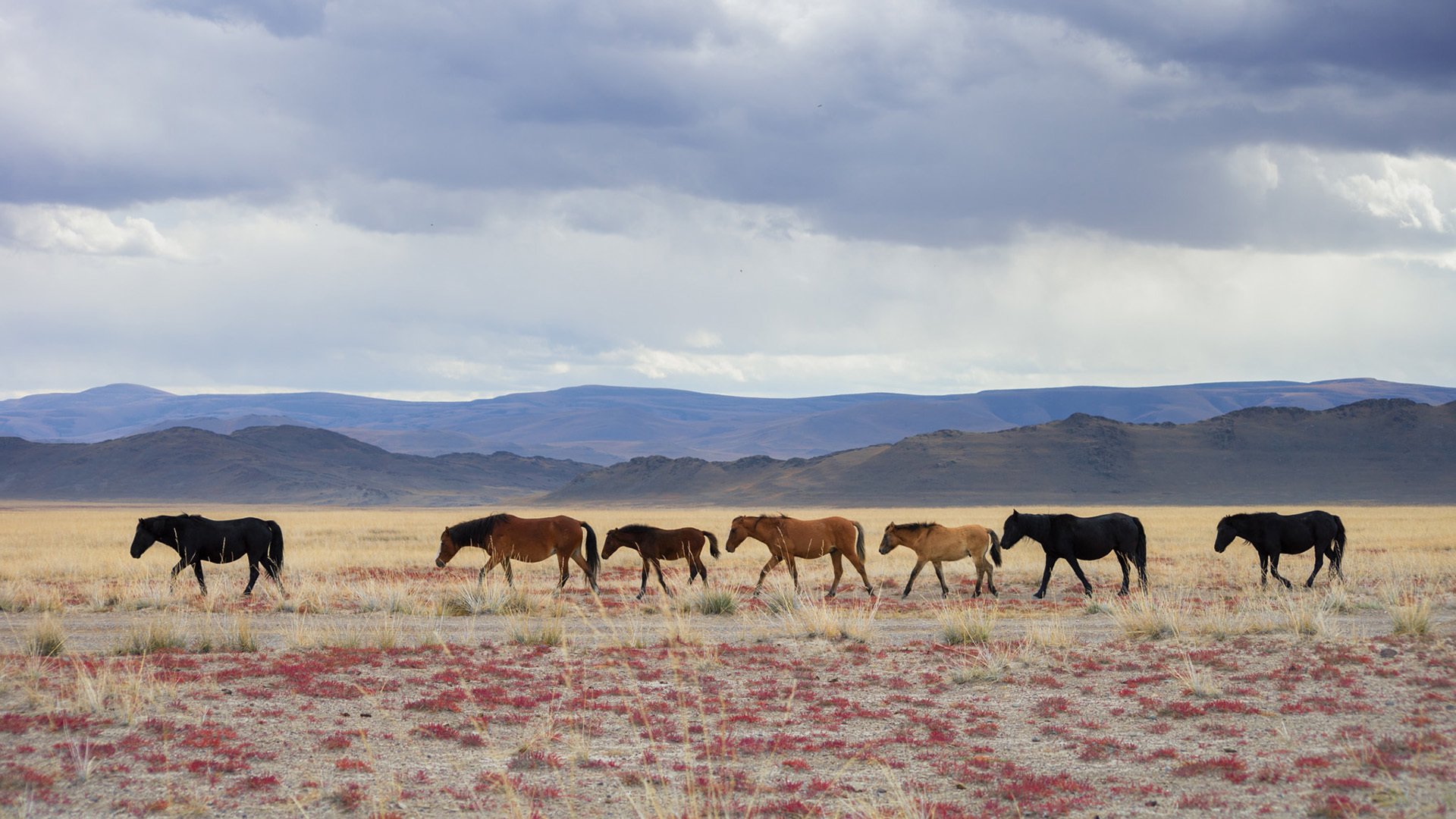 自然风光 野马 马群 草原