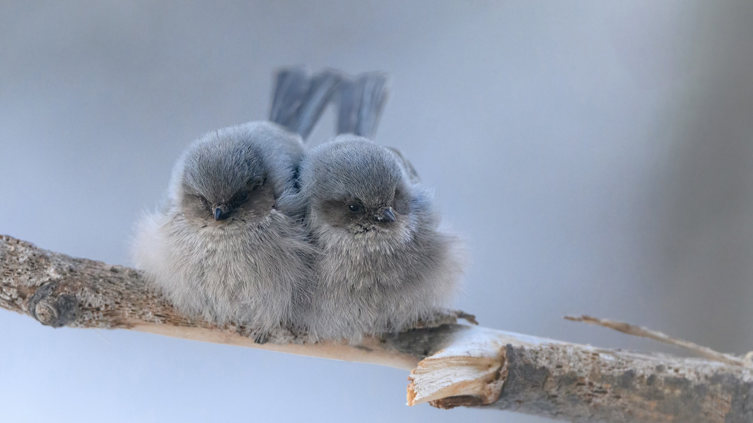 小鸟天地 一对小鸟 可爱 毛茸茸
