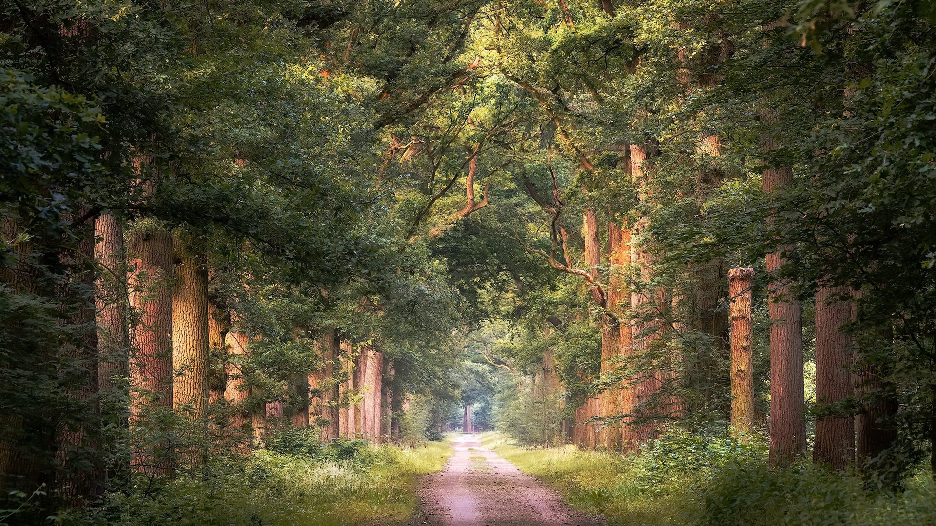 自然风光 树林 公路