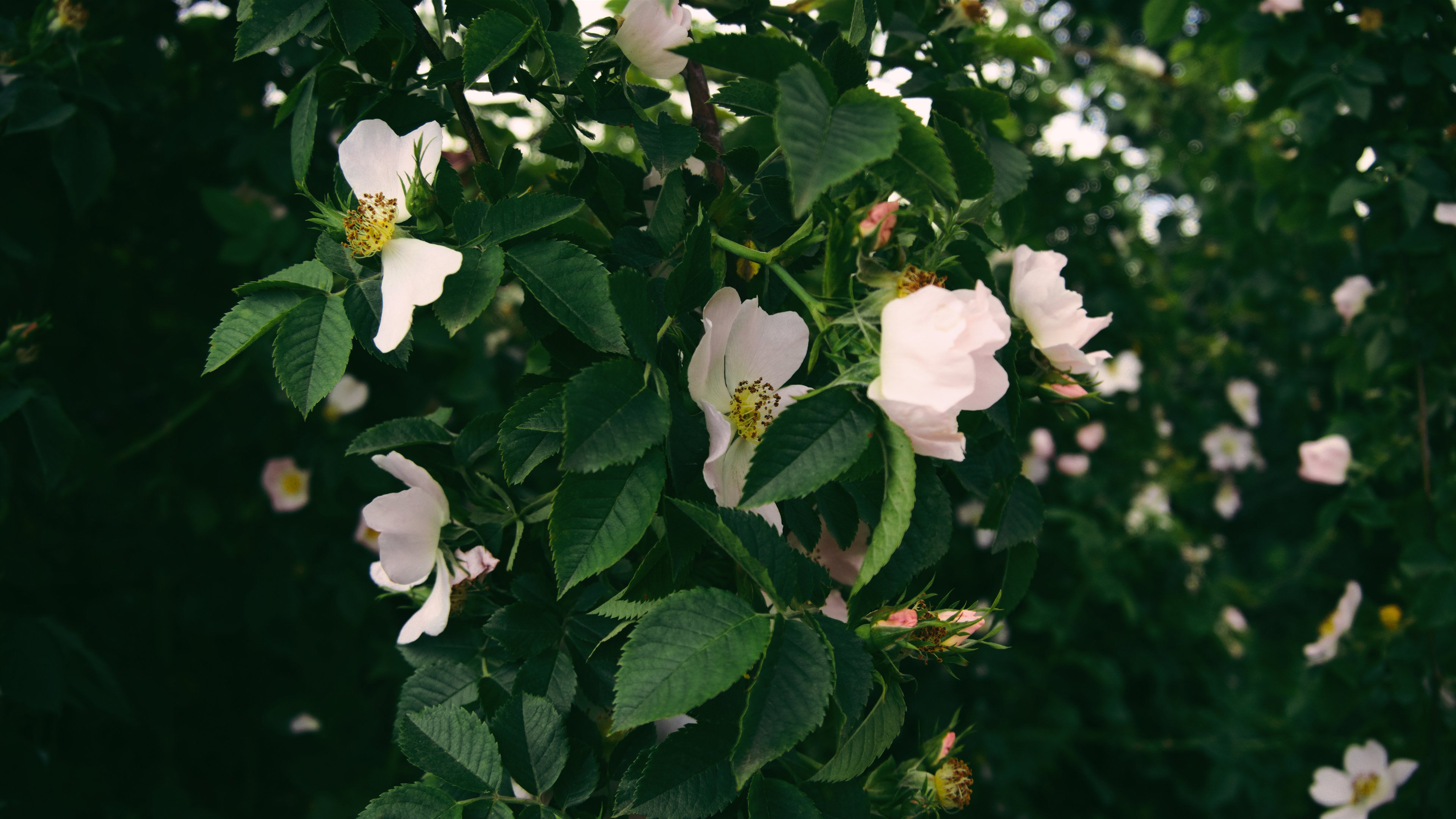 娇艳欲滴 春天 鲜花