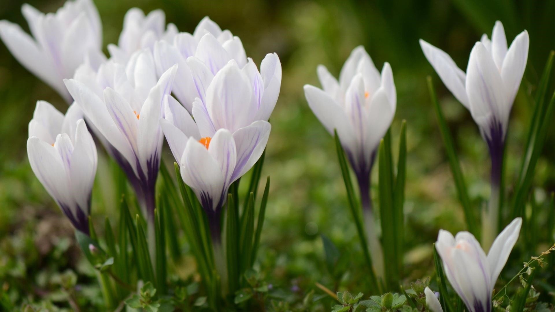 娇艳欲滴 郁金香 兰花