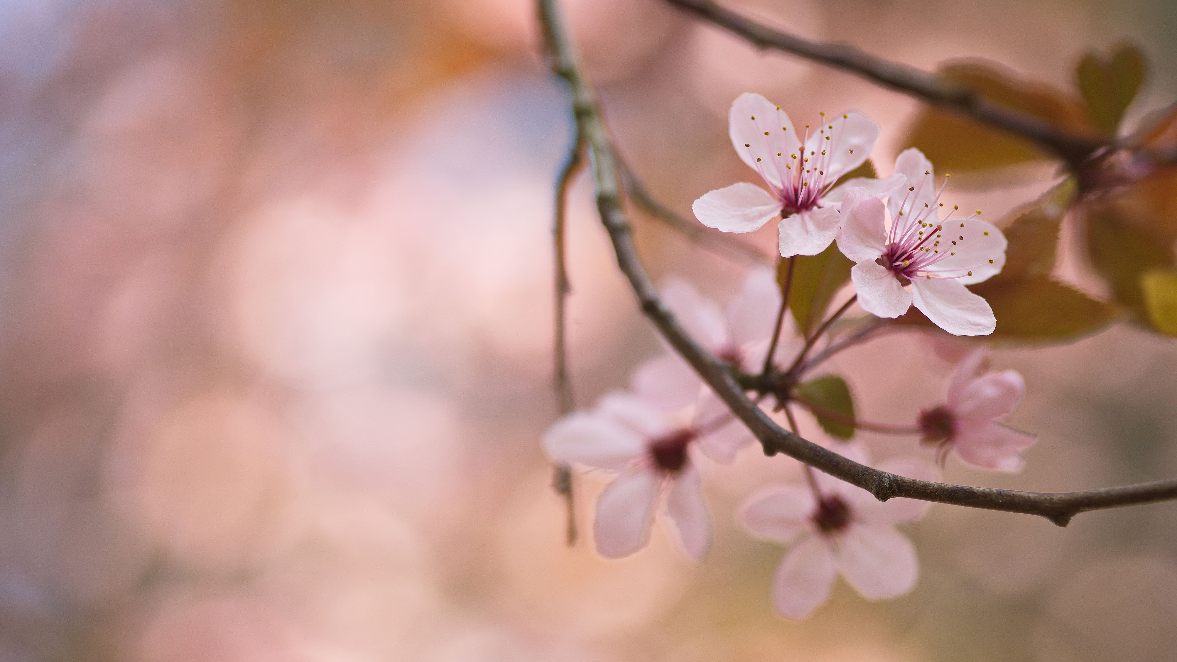 鸟语花香 樱花 春天 鲜艳