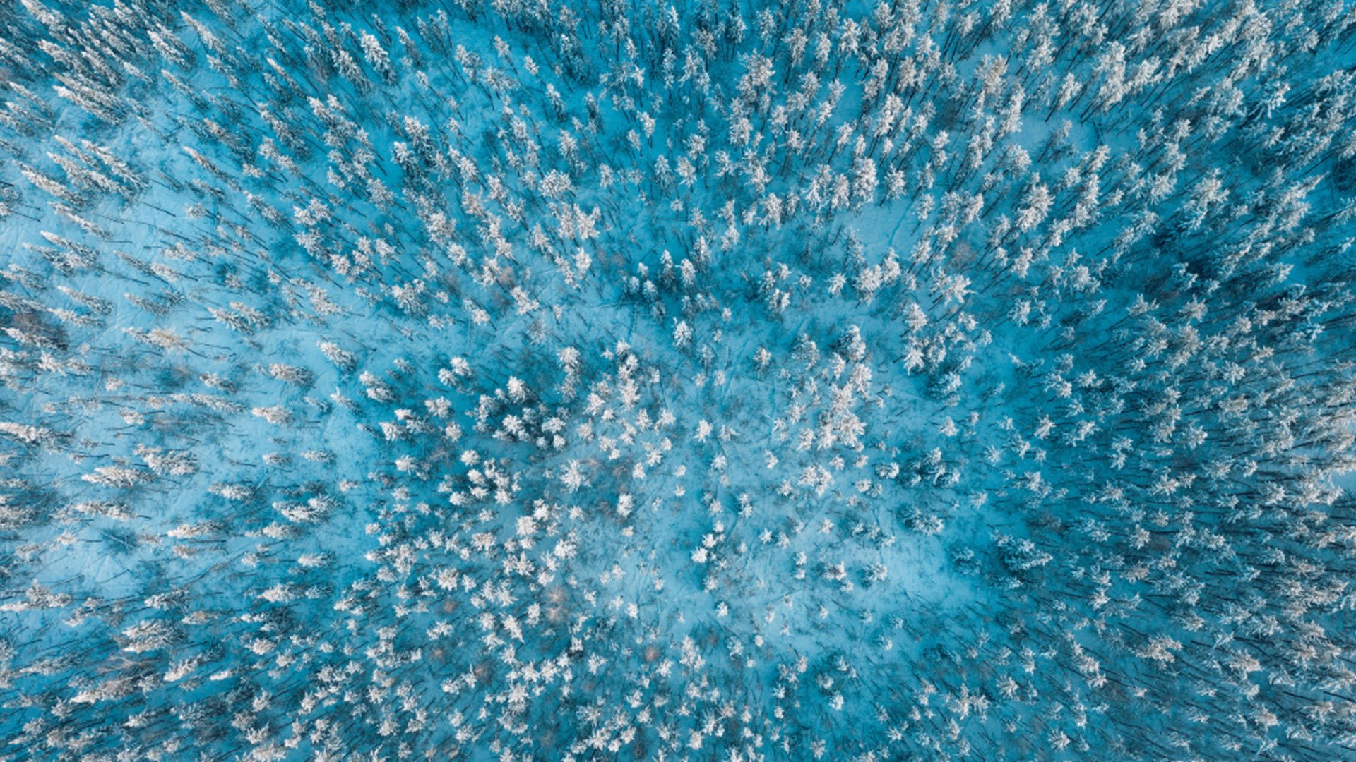 冰天雪地 森林 航拍 俯视