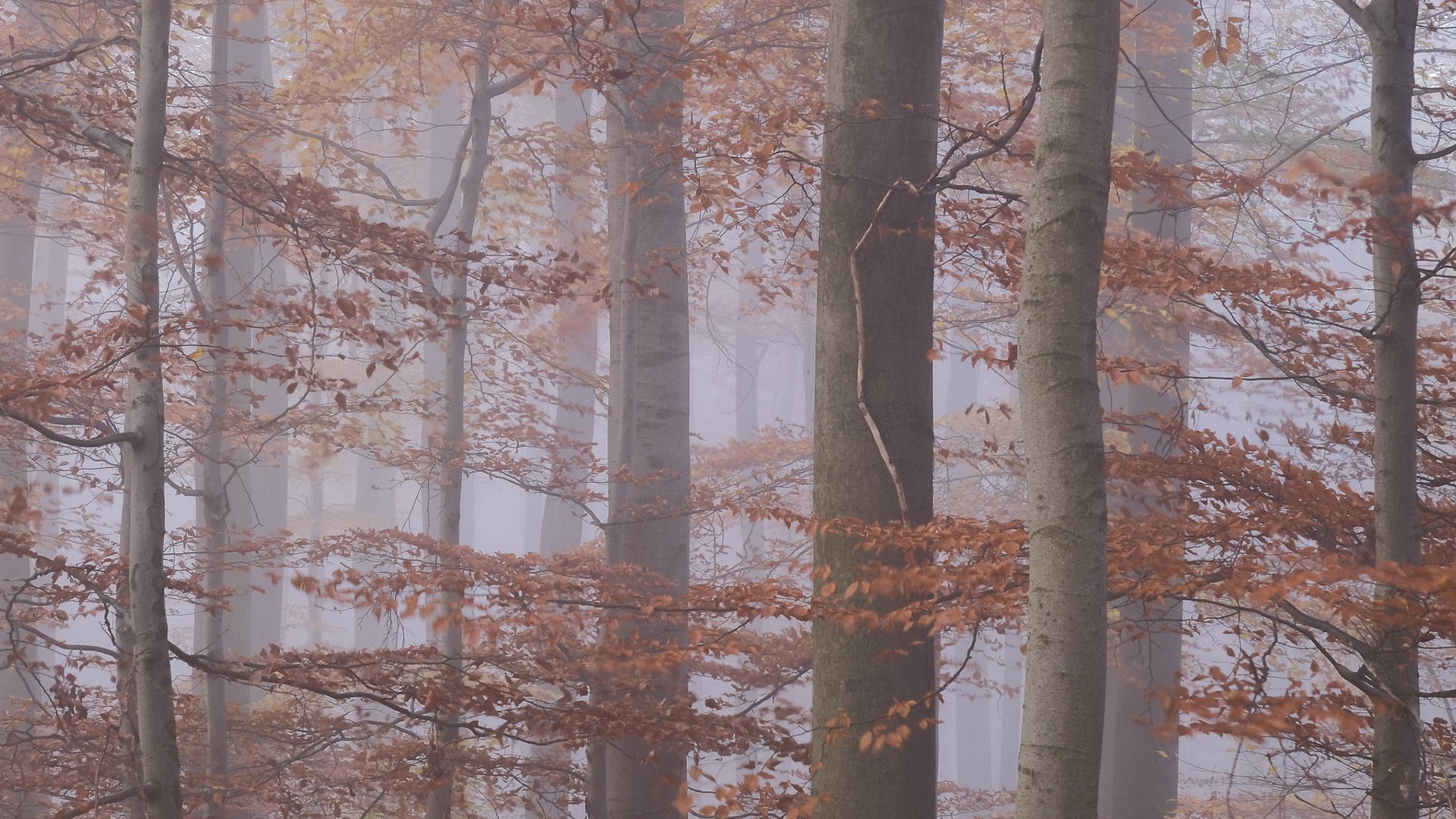 秋意正浓 树林 清晨 迷雾