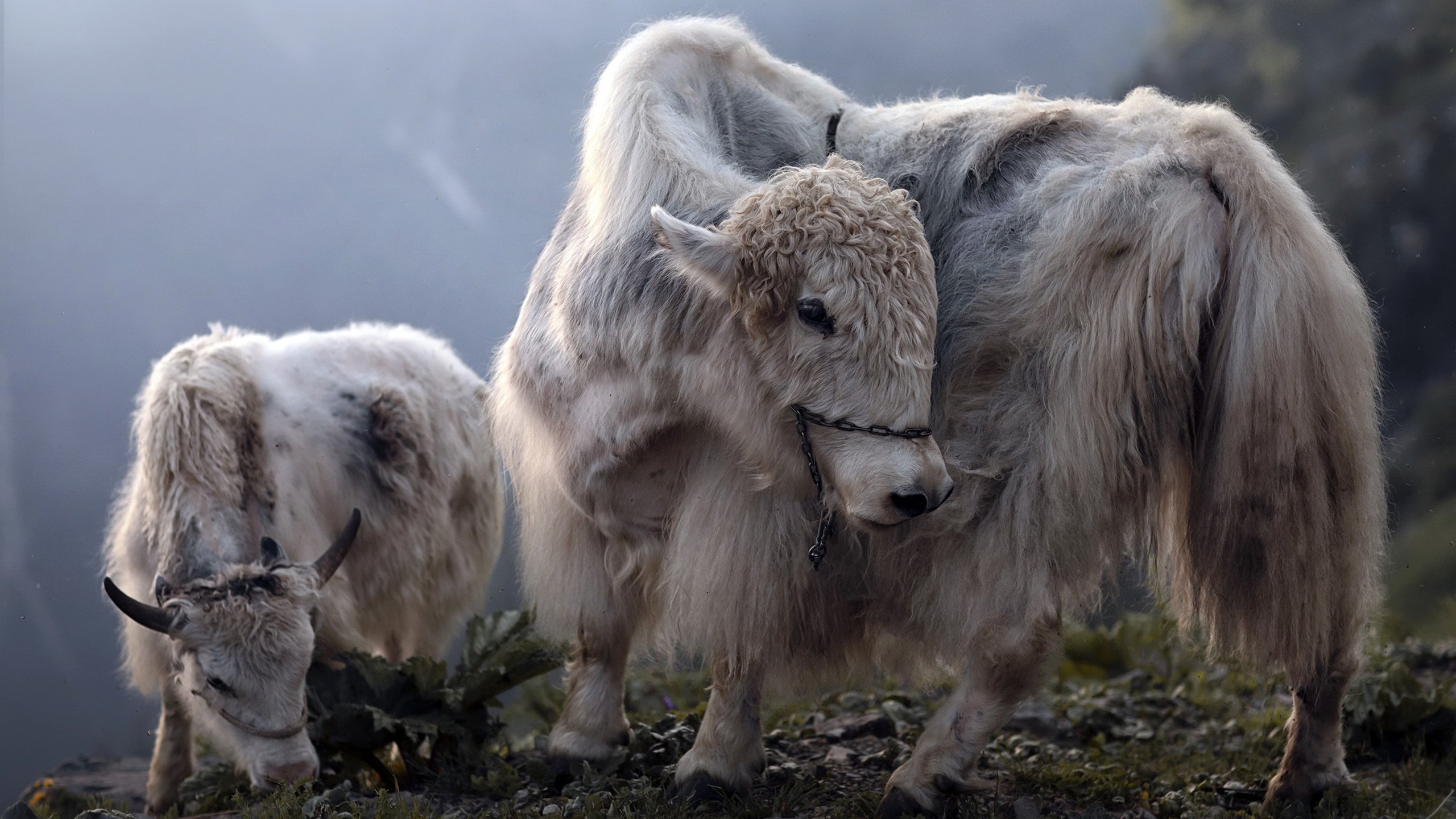 野生动物 山羊 高山物种