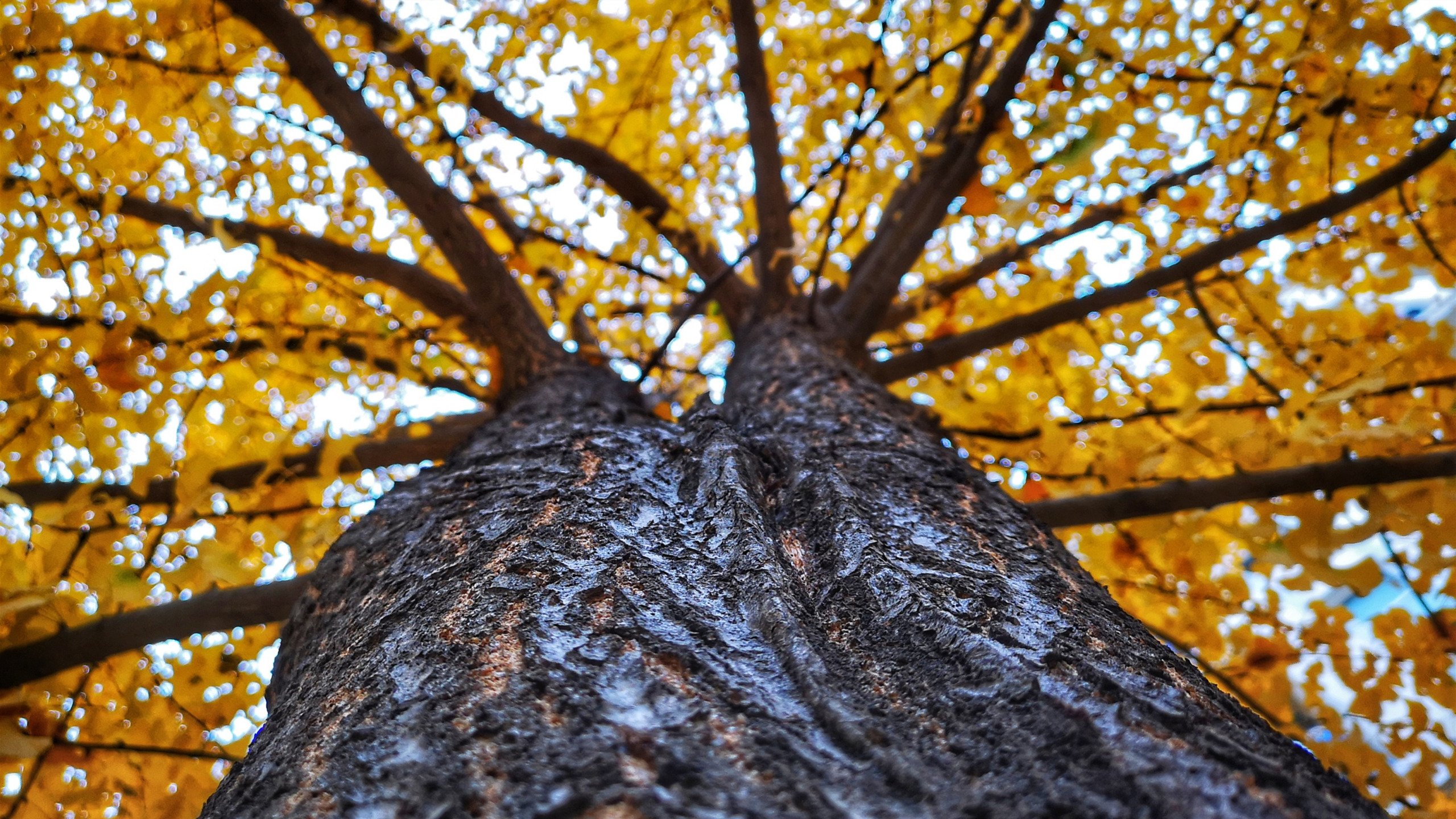 秋意正浓 大树 黄叶 枯叶