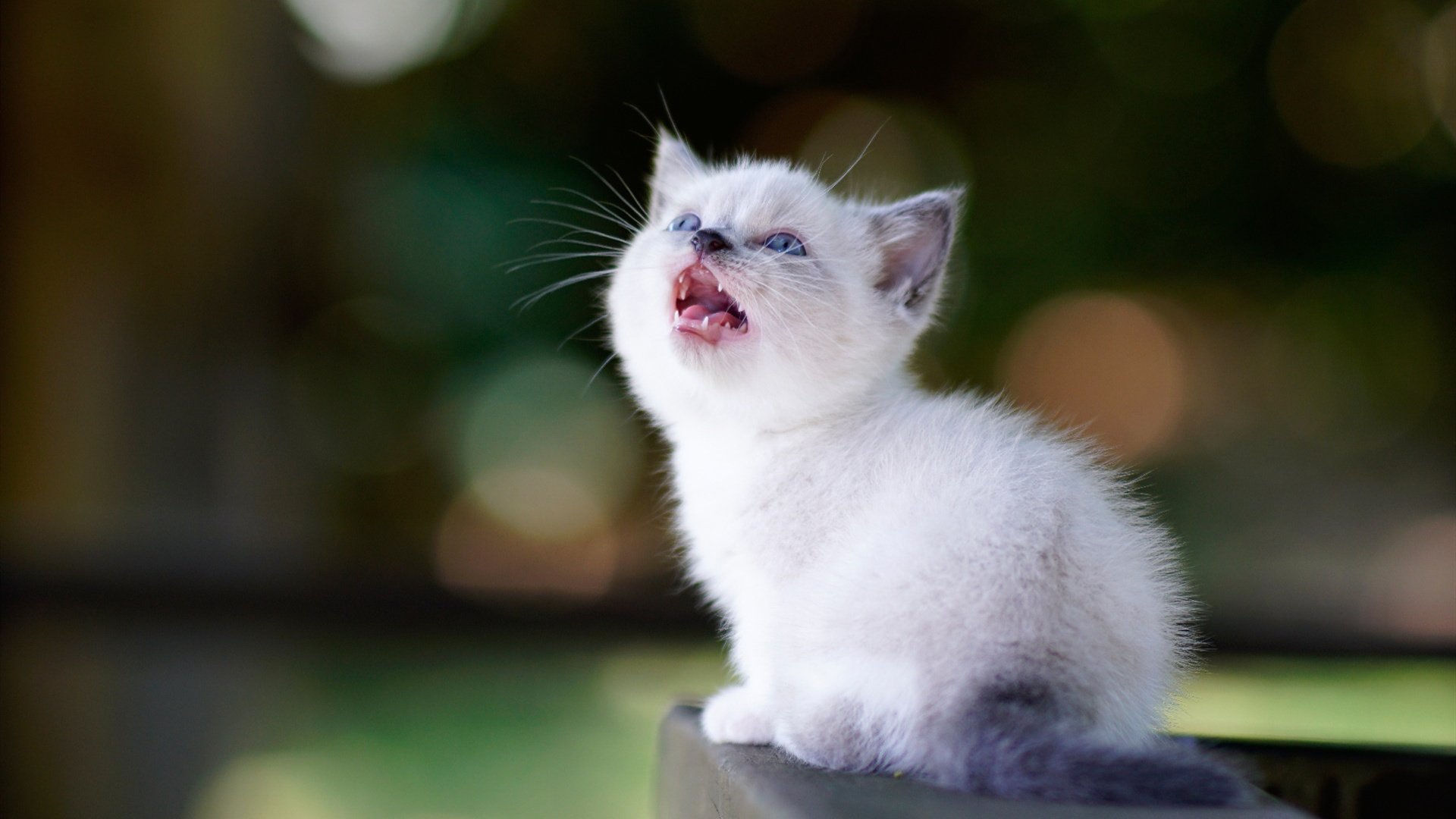 喵星人 小奶猫 小猫咪