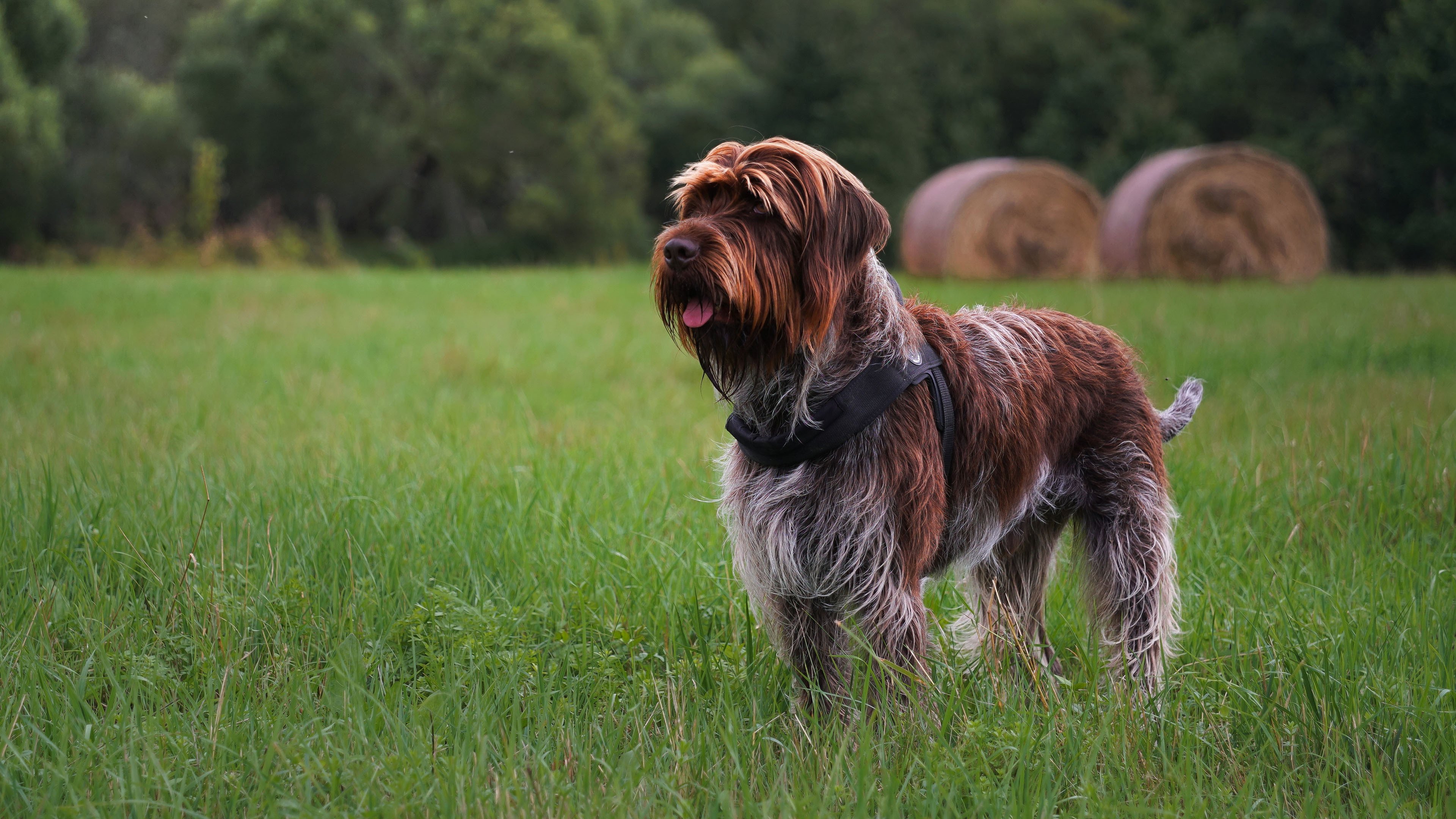 汪星人 草坪 可爱狗狗