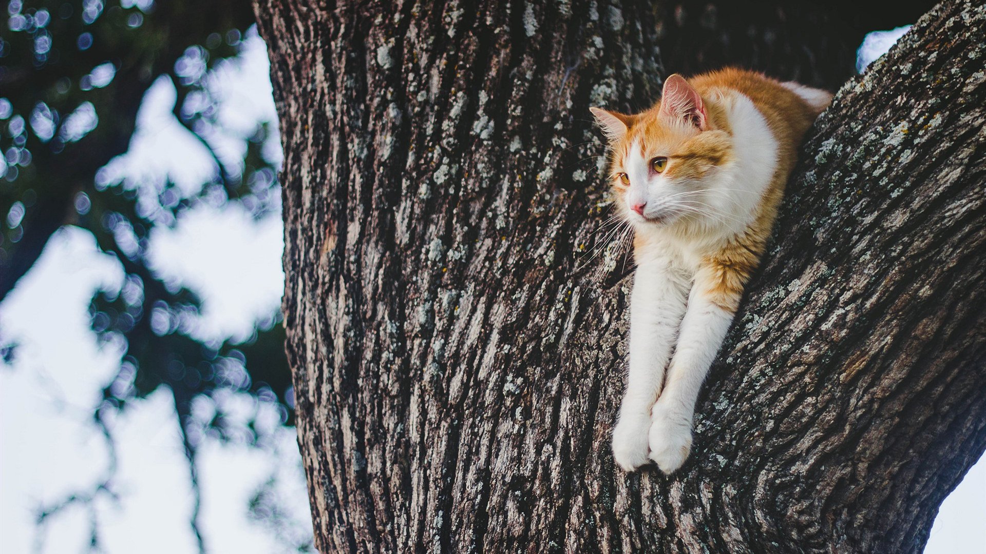 喵星人 猫咪 慵懒
