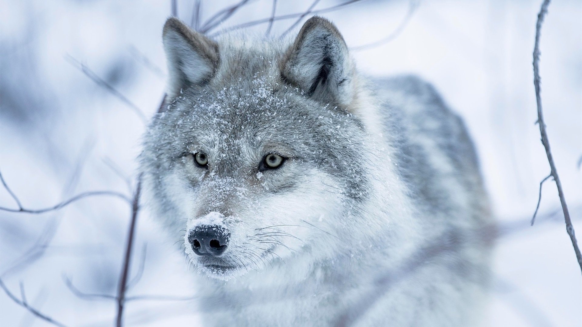 野生动物 狼 雪狼