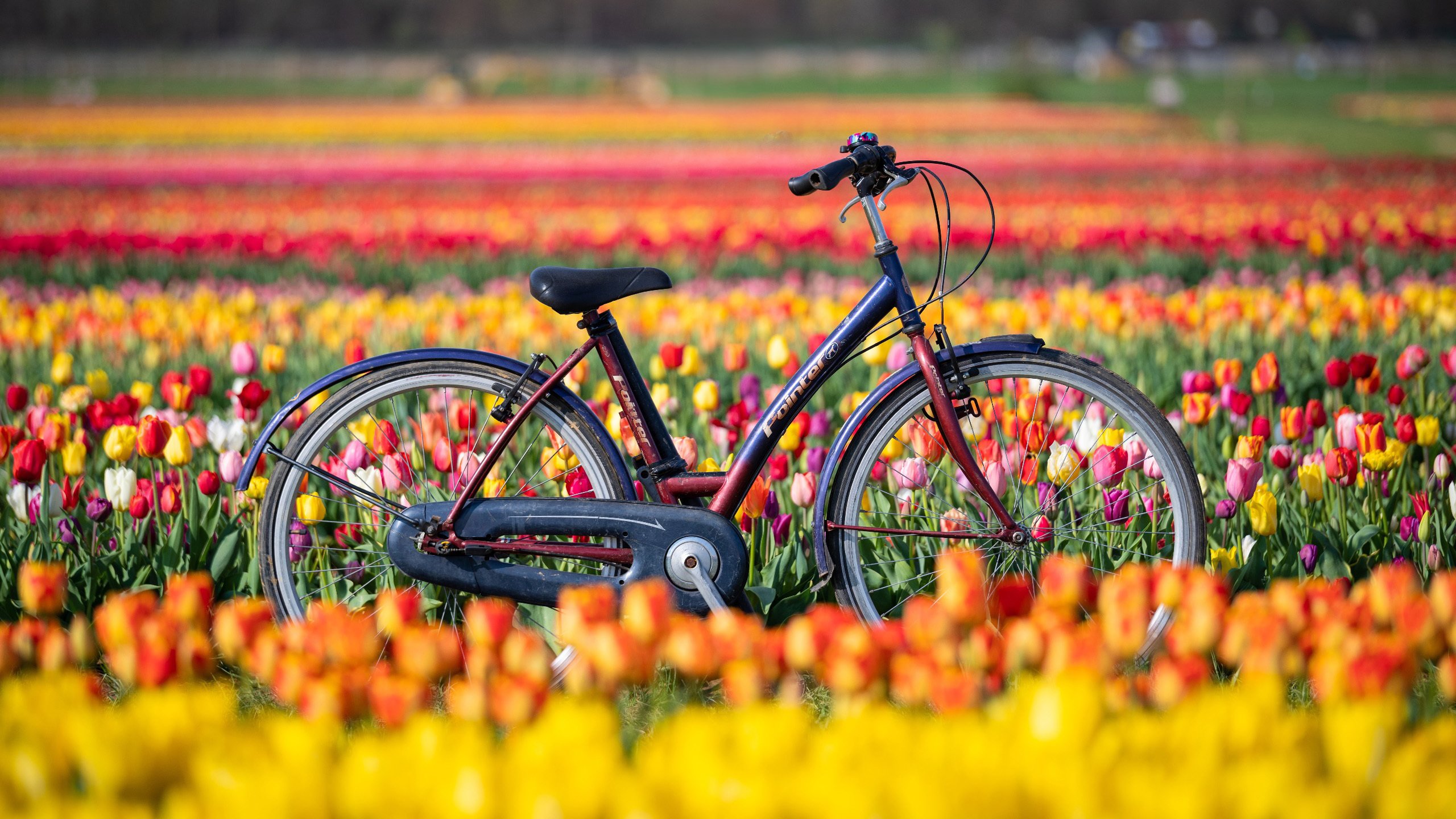 静物写真 自行车 花海 郁金香