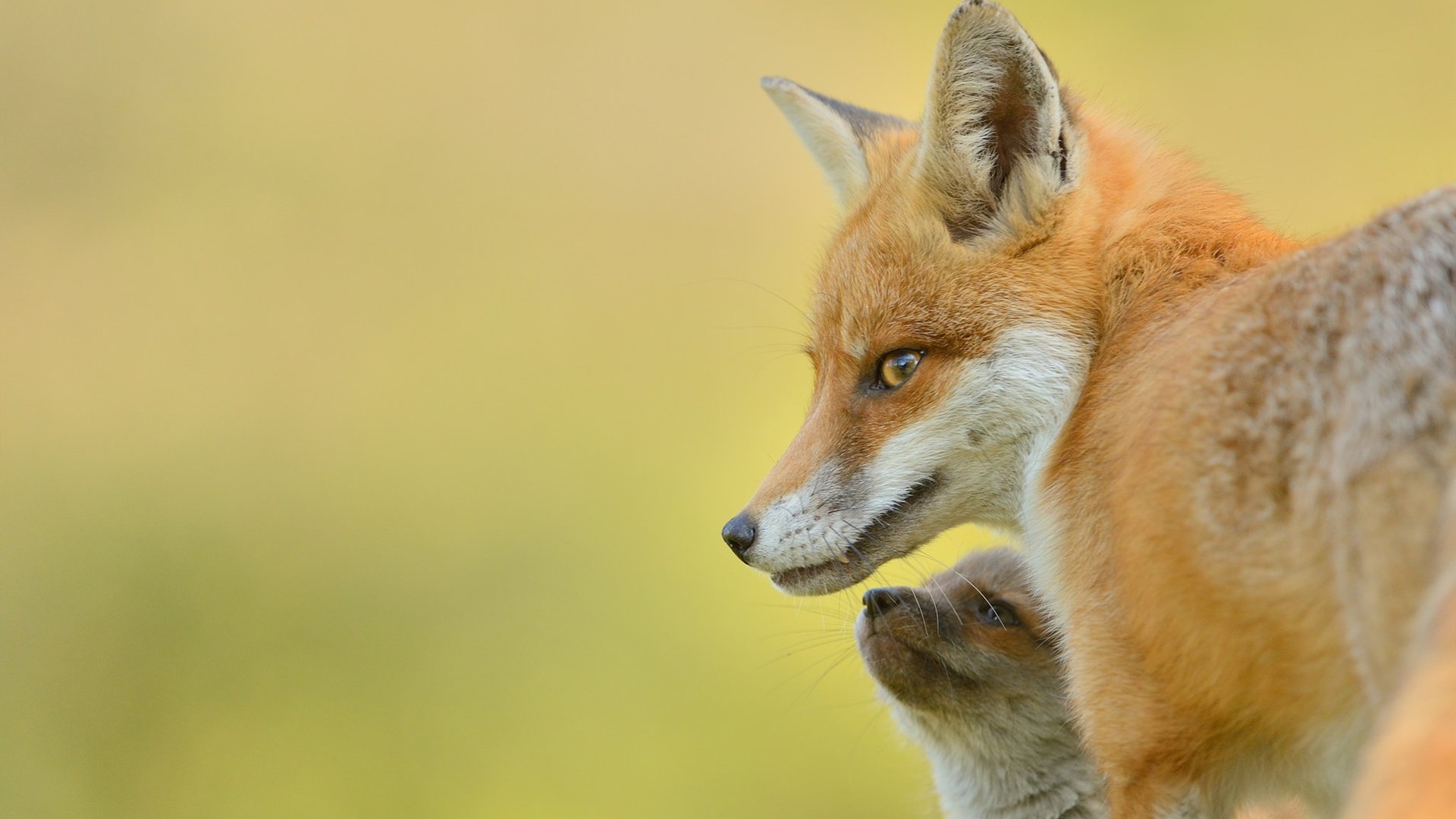 野生动物 狐狸 宝宝